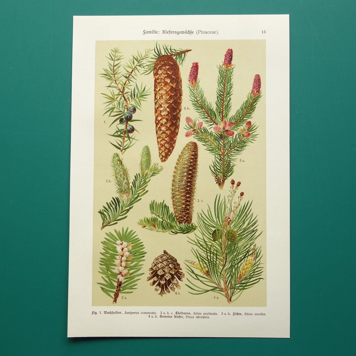 Vintage botanische prent Dennenappels originele oude illustratie Dennenappel uit 1911 antieke botanie prenten