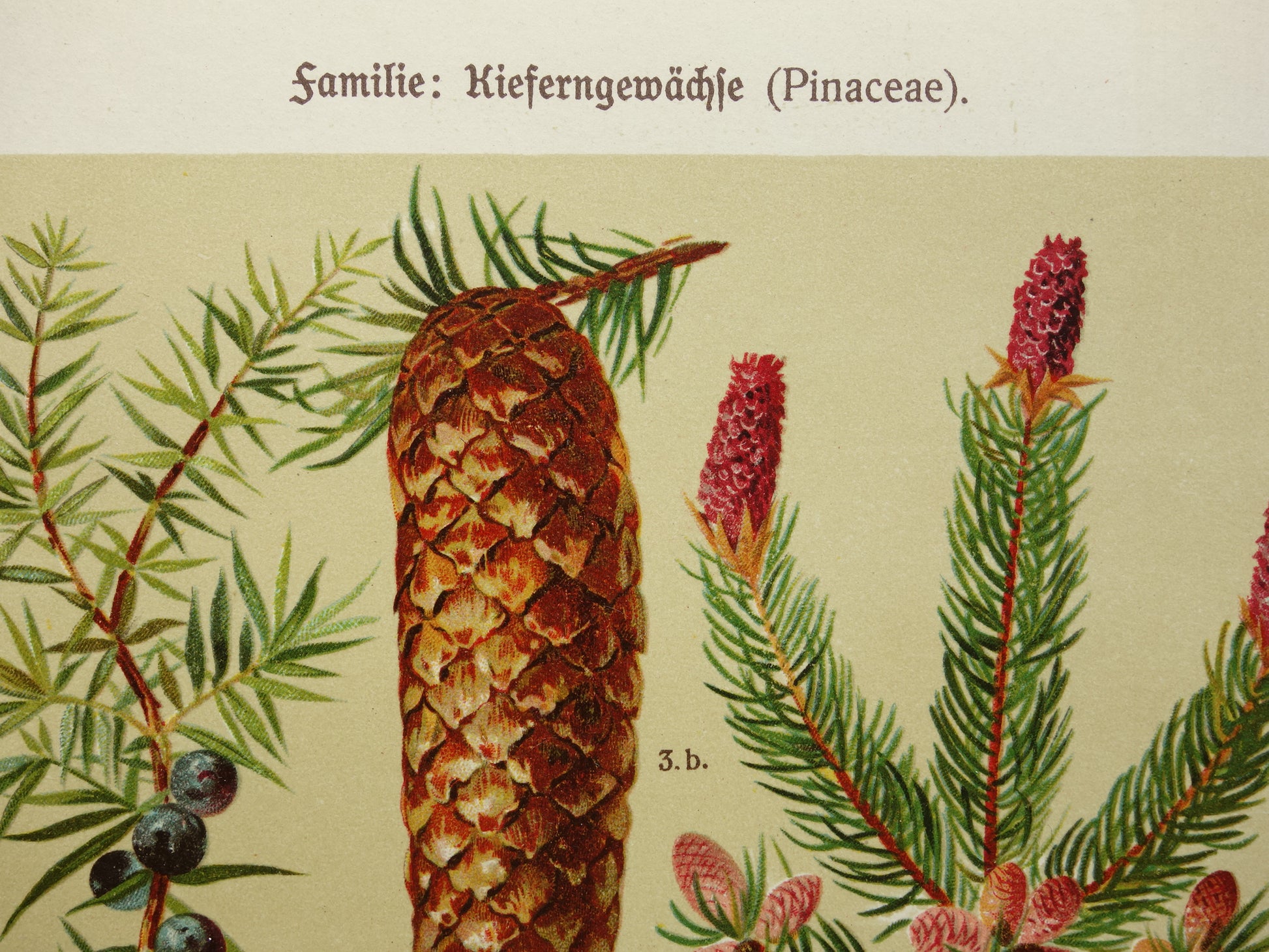dennenappels vintage muurdecoratie