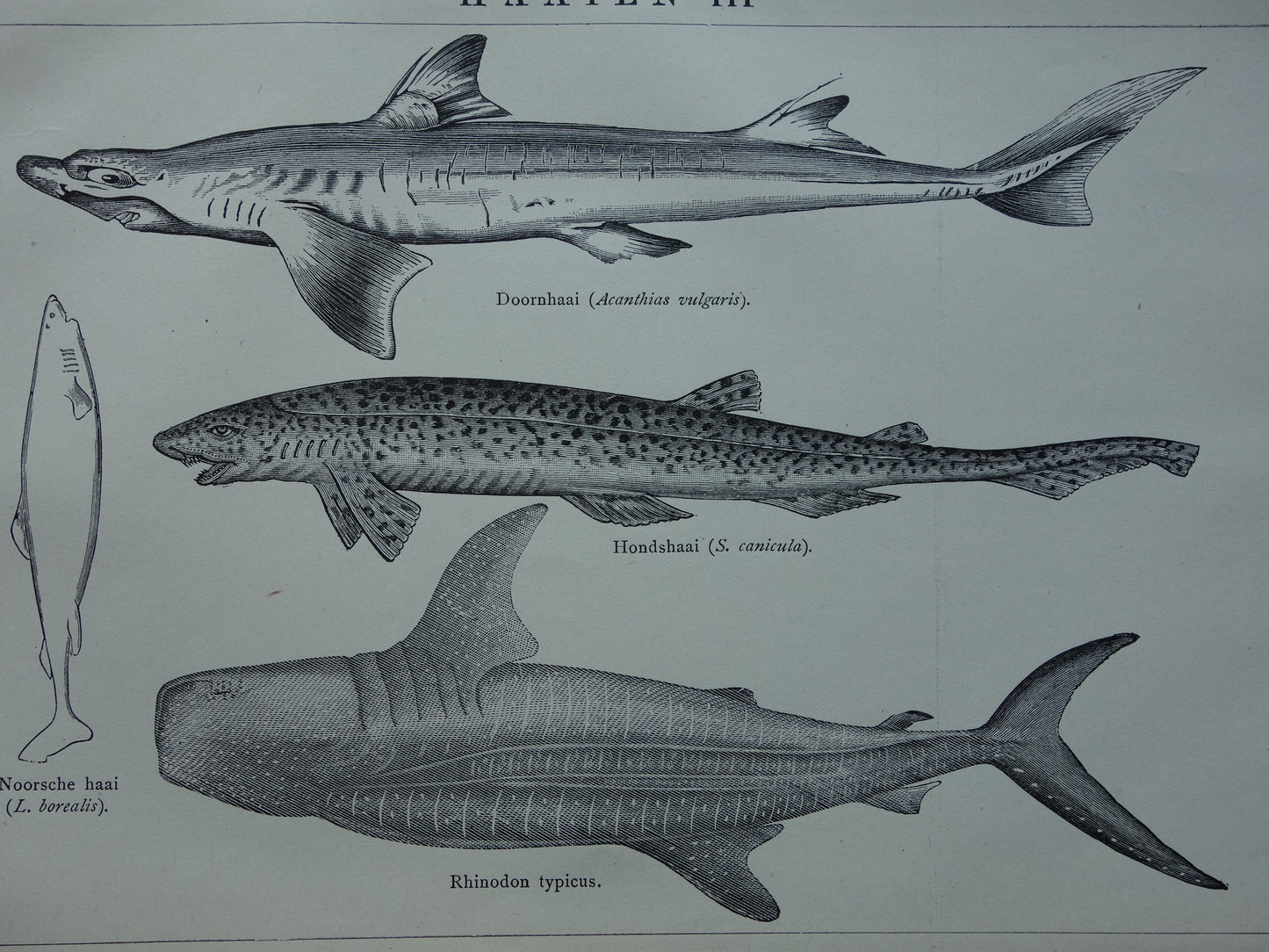 Vintage illustratie Haaien 1917 antieke haai prenten Set van twee Oude dieren prenten soorten haaien