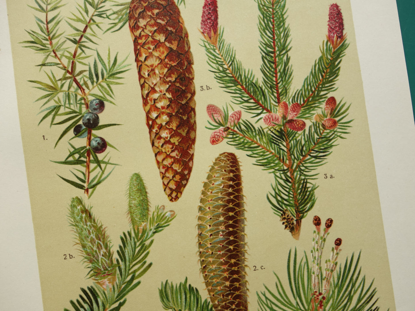 Vintage botanische prent Dennenappels originele oude illustratie Dennenappel uit 1911 antieke botanie prenten