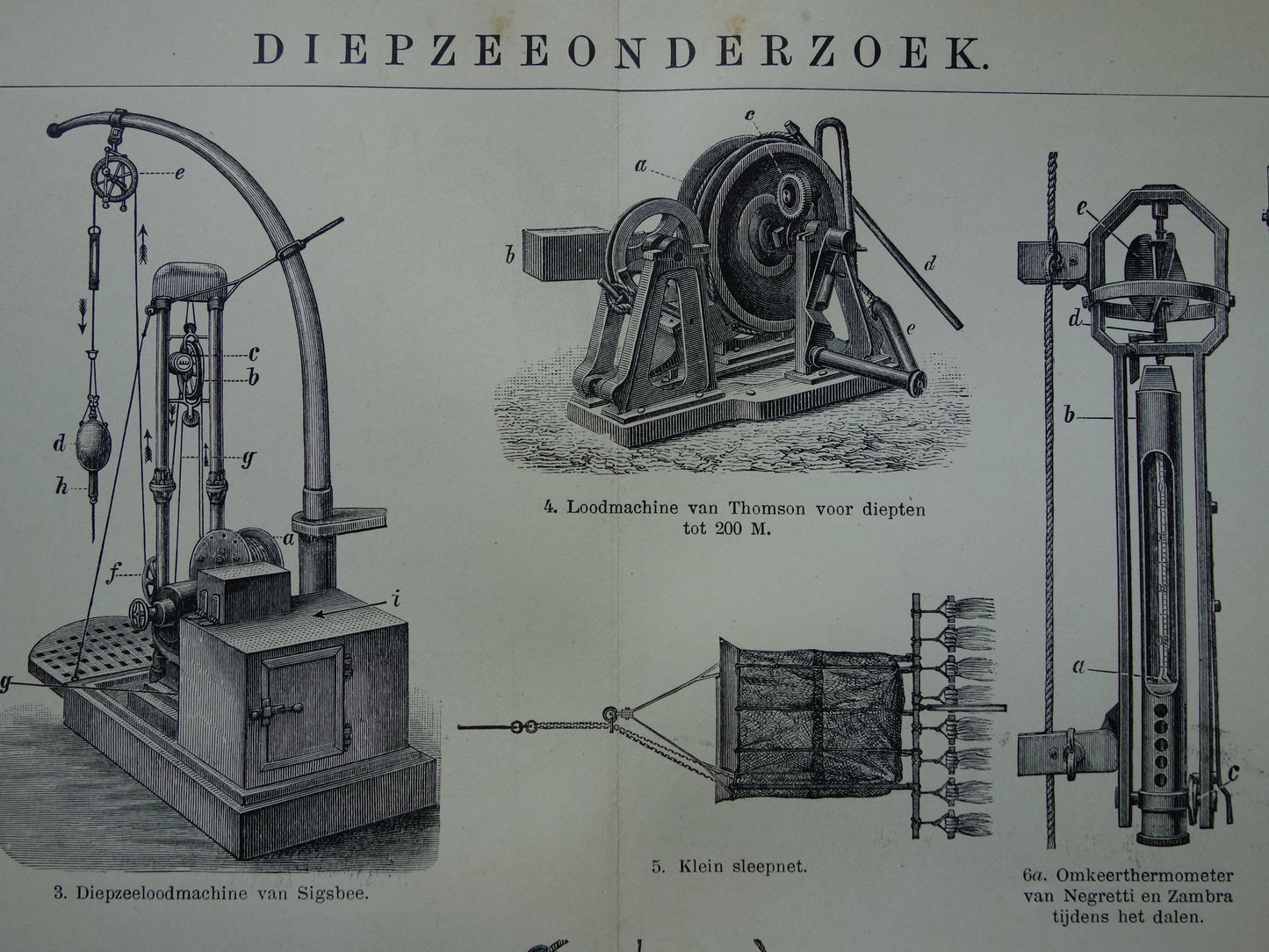 Antiker Druck der Vintagen Druckpapageienart von Vögeln von 1912 Ursprüngliche alte Papageienillustration - alte Faunadrucke