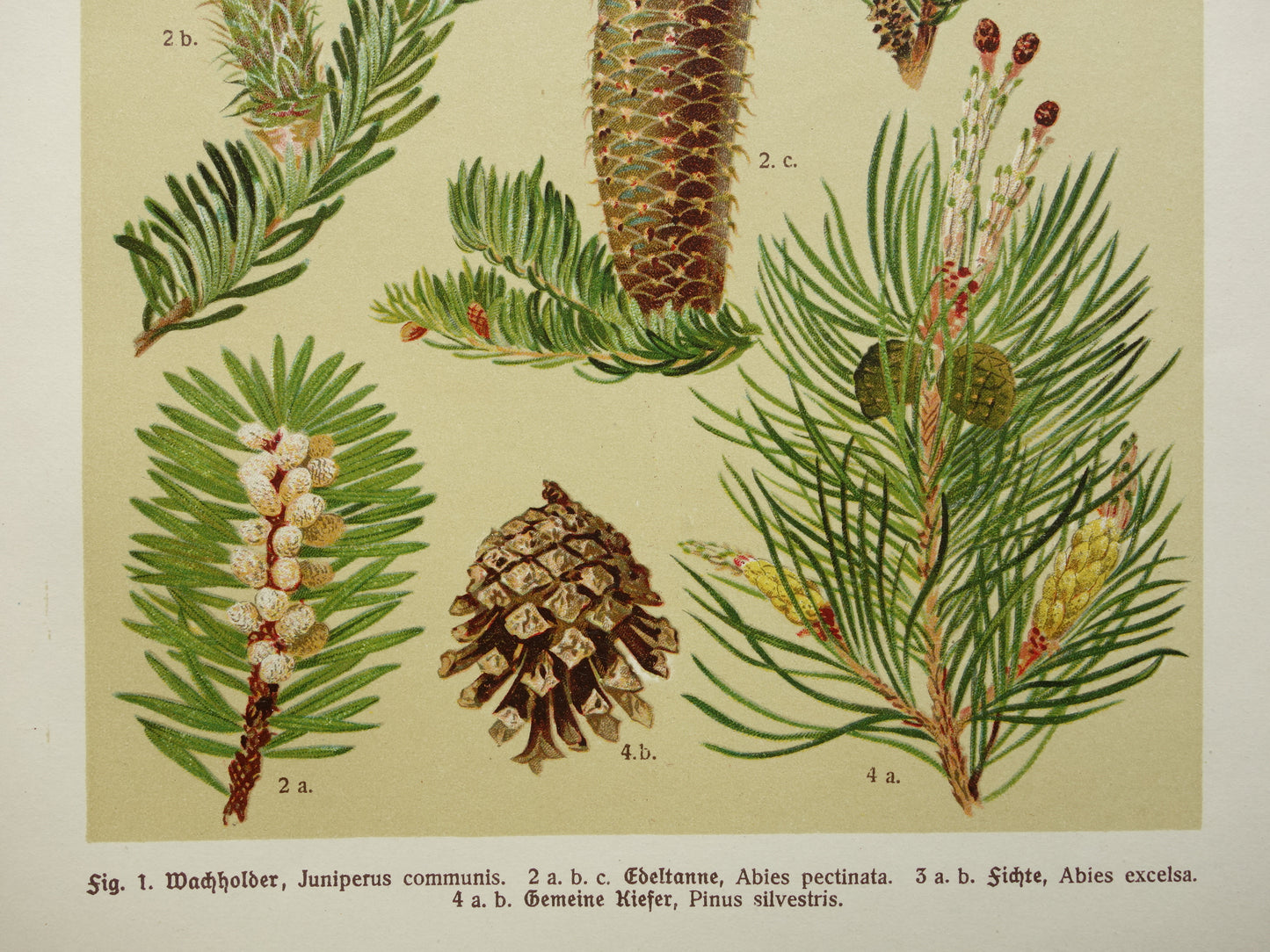 Vintage botanische prent Dennenappels originele oude illustratie Dennenappel uit 1911 antieke botanie prenten