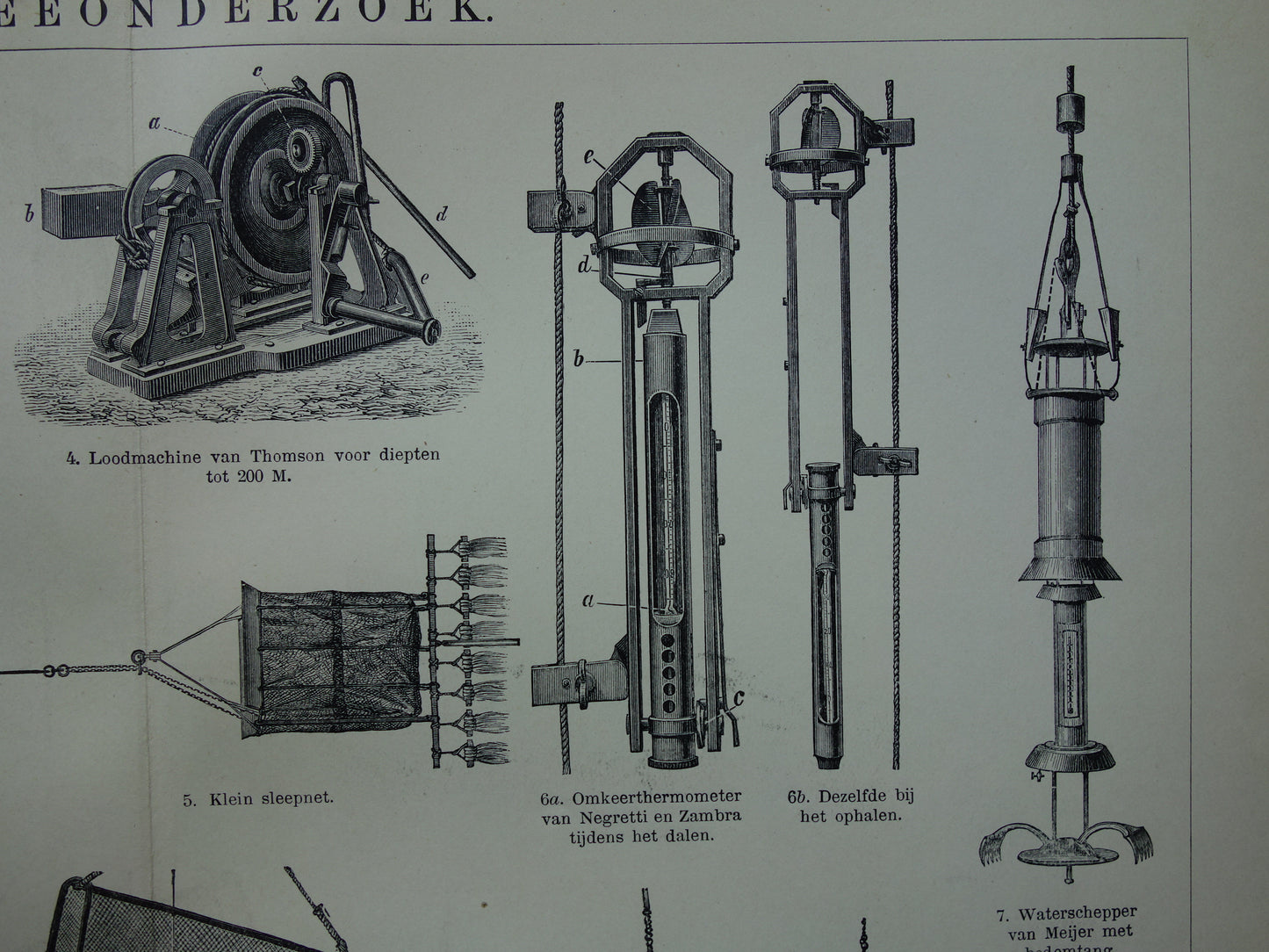 Antiker Druck der Vintagen Druckpapageienart von Vögeln von 1912 Ursprüngliche alte Papageienillustration - alte Faunadrucke