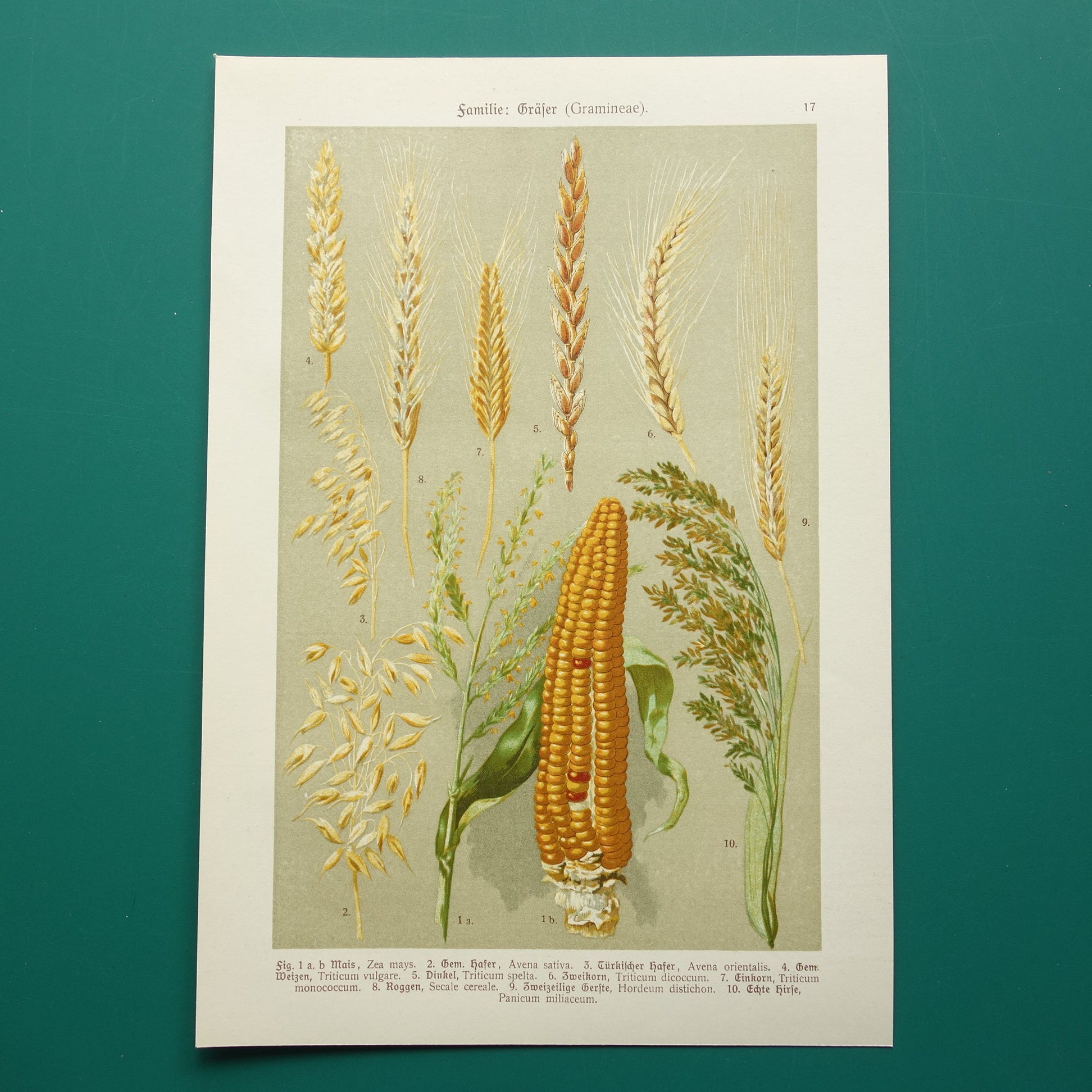 GRANEN botanische prent Graan Tarwe Mais originele antieke oude illustratie uit 1911 botanie prenten