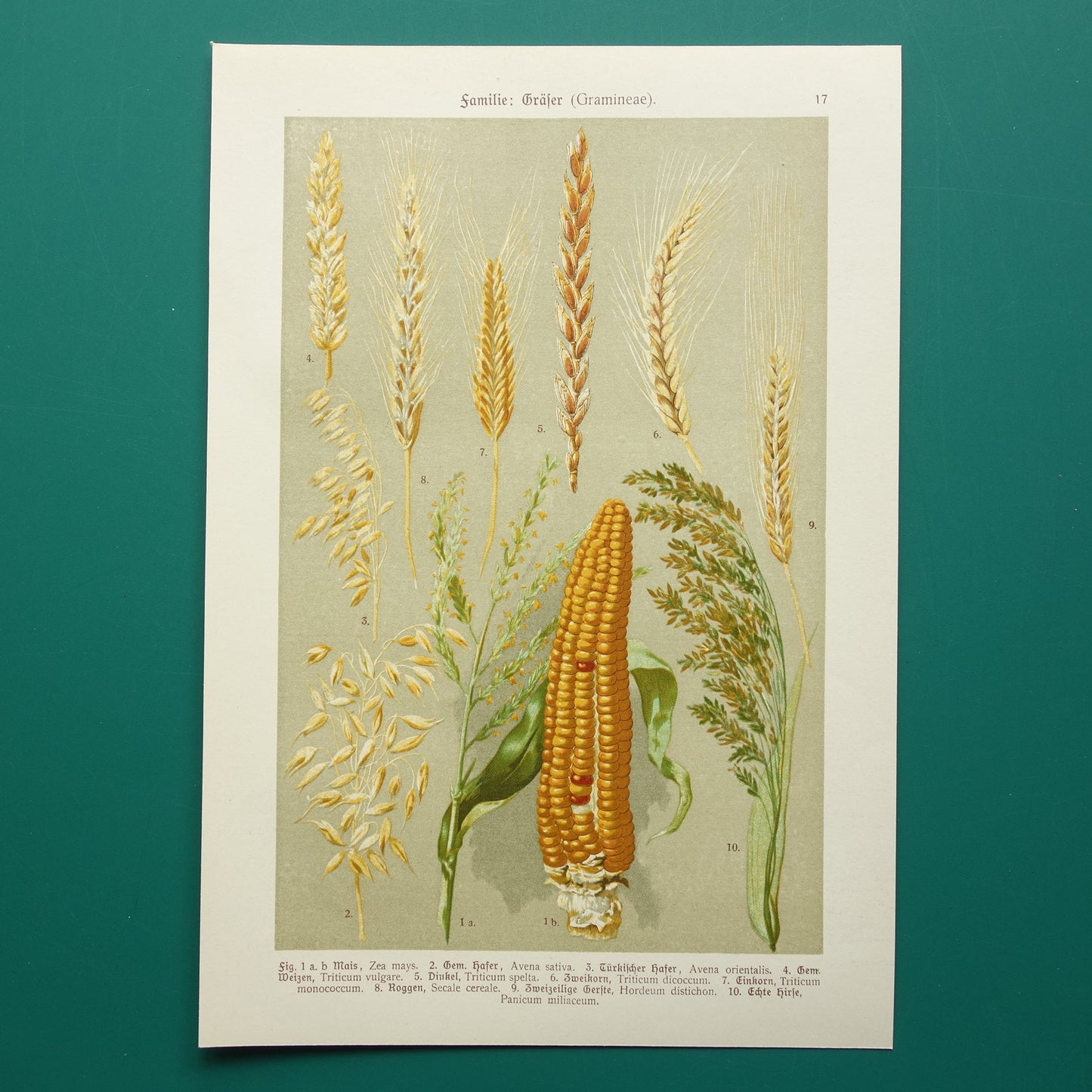 Verschillende graansoorten granen illustratie