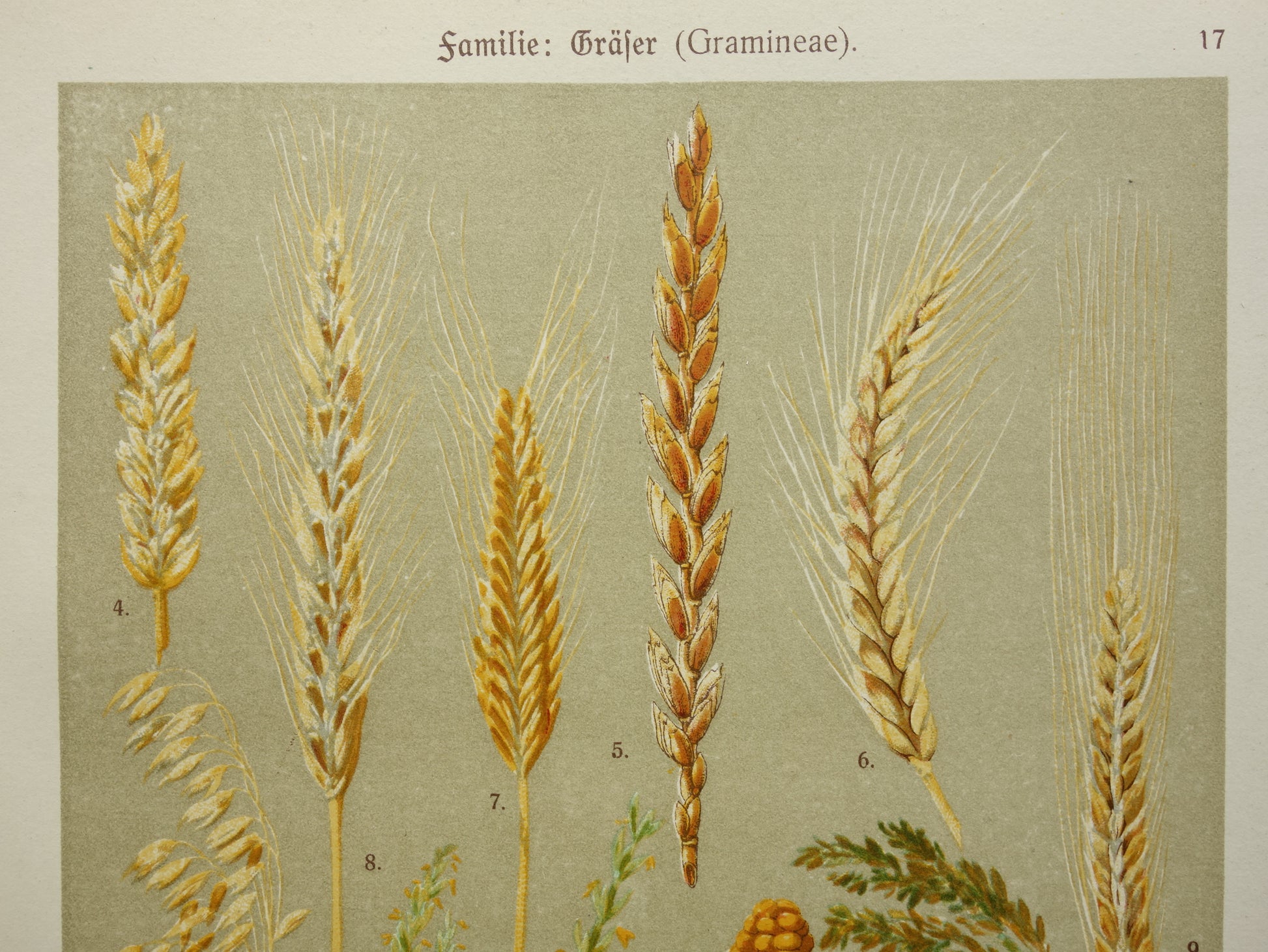 botanische prent kopen winkel 