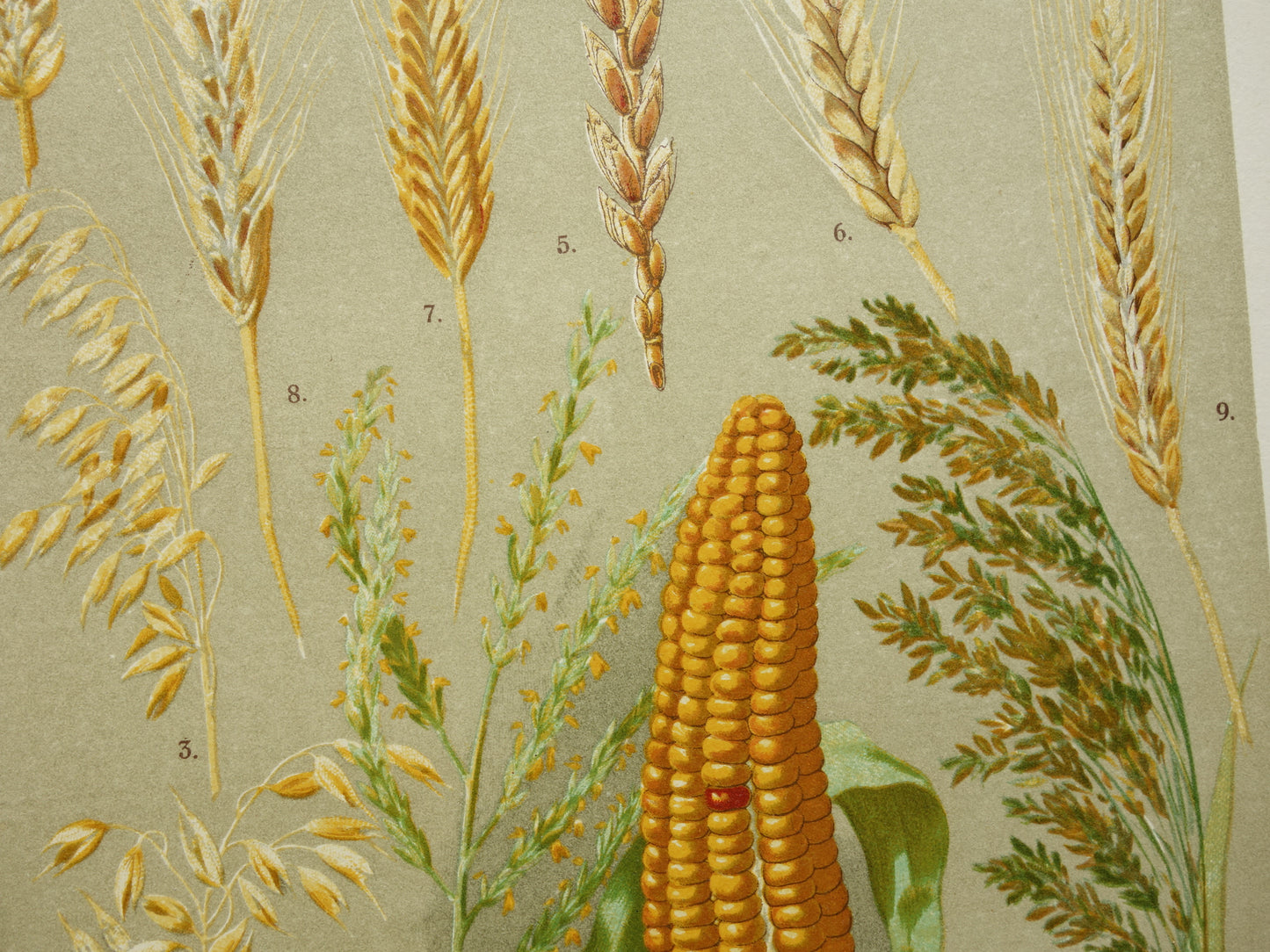 CEREALS botanical print Grain Wheat Corn original antique old illustration from 1911 botany prints