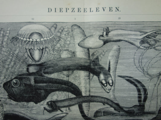 Zeeleven oude dieren prent uit 1907 over diepzeeleven oceaan vissen Originele antieke Nederlandse illustratie print