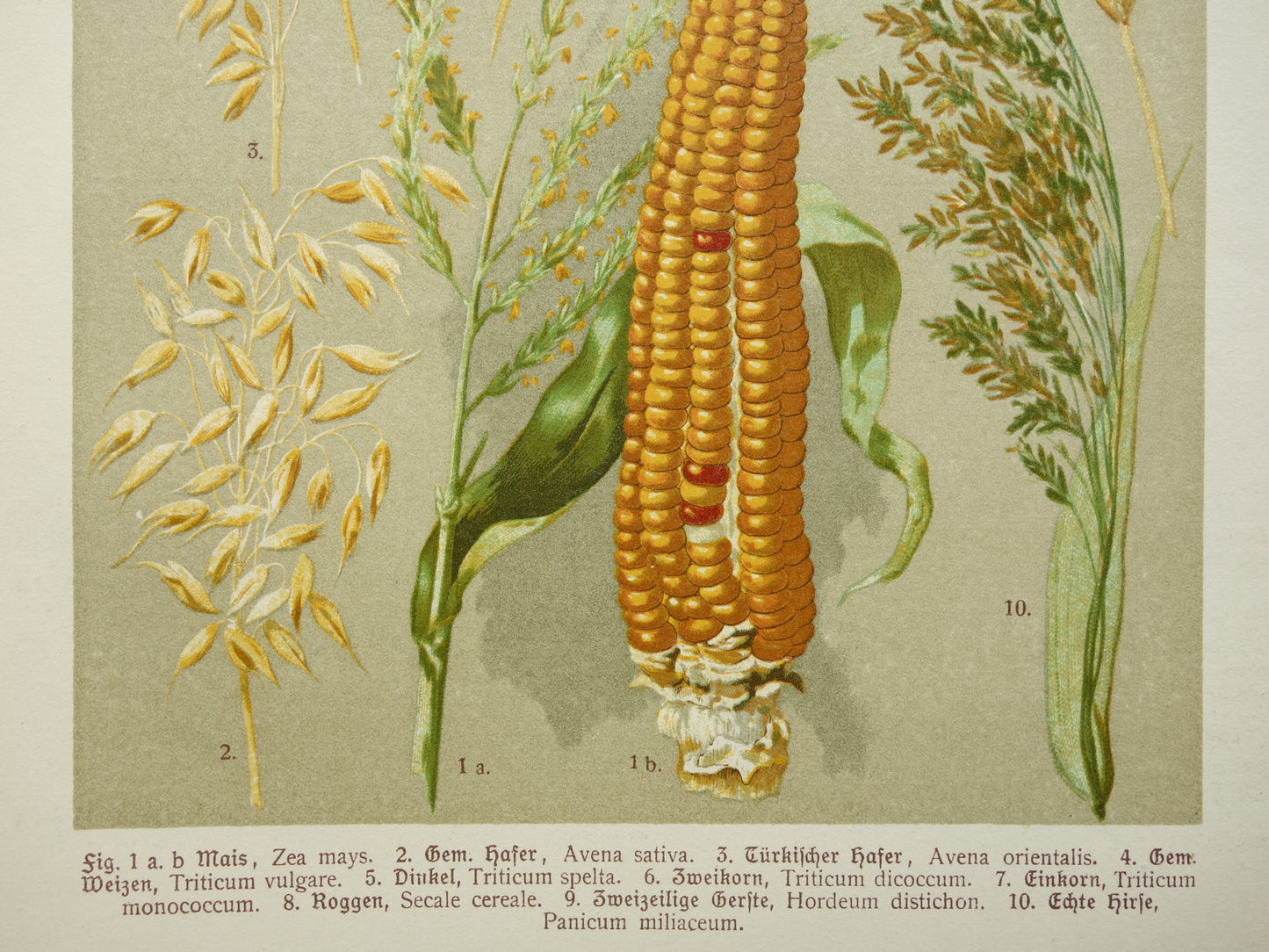 CEREALS botanical print Grain Wheat Corn original antique old illustration from 1911 botany prints
