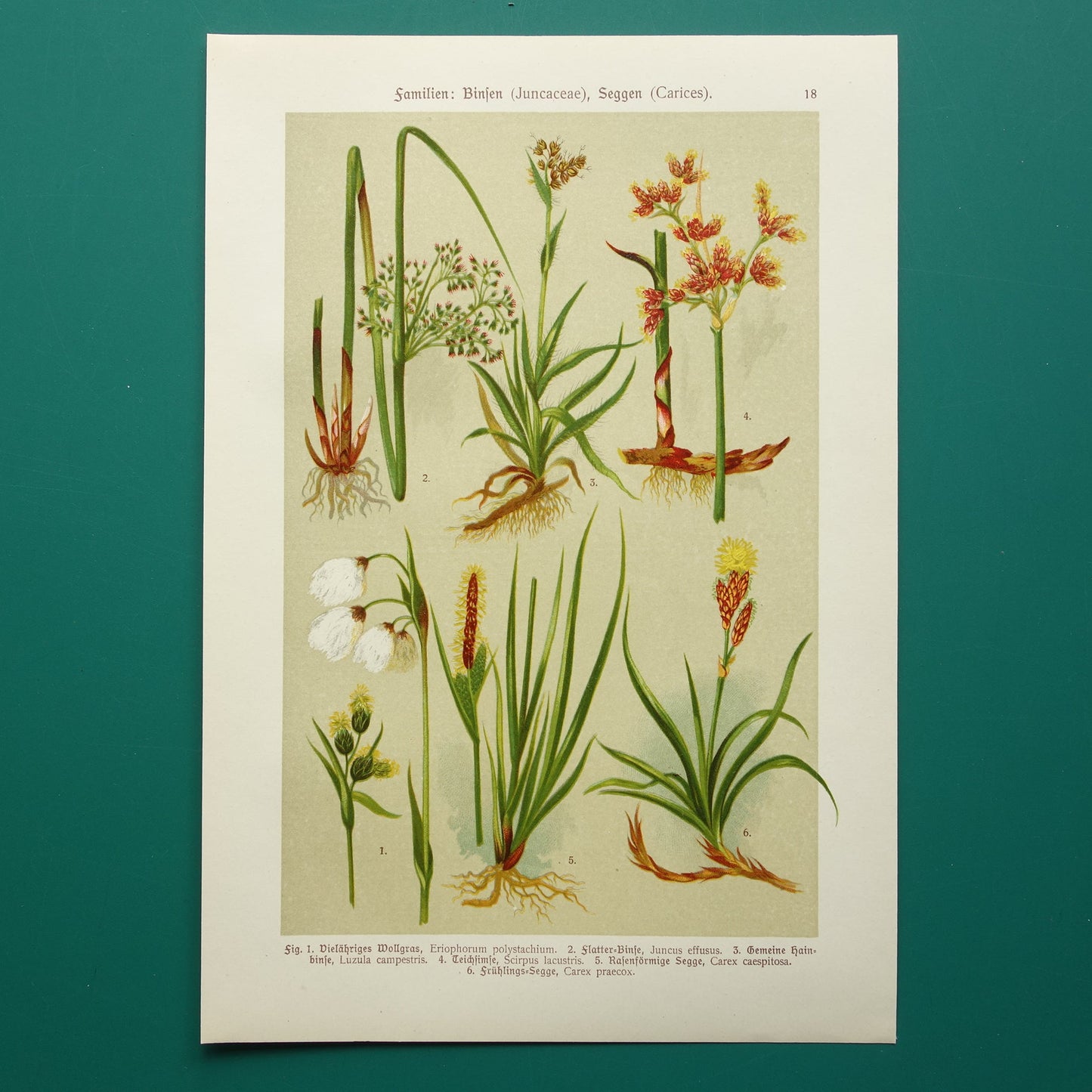 oude botanische prenten kopen