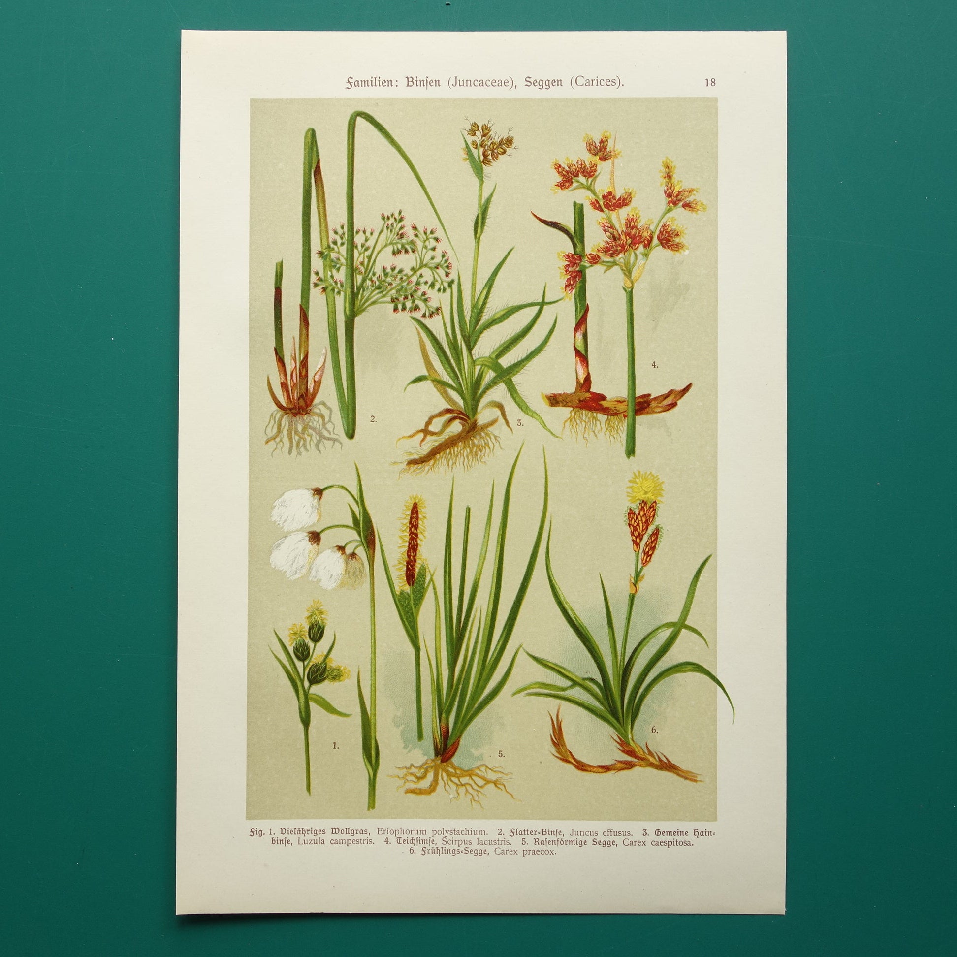 oude botanische prenten kopen