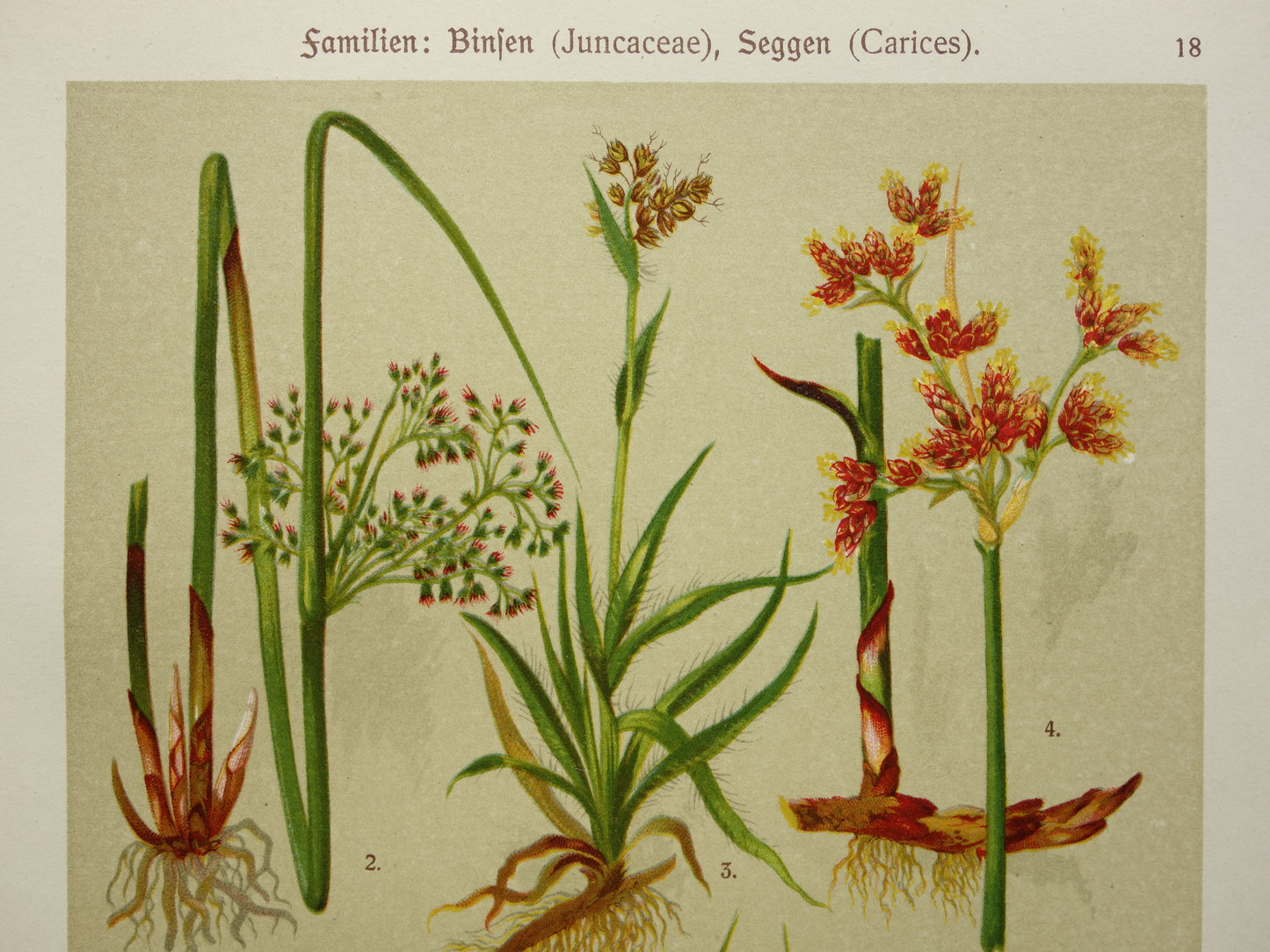Oude botanische prenten set van drie 1911 originele antieke bloemen prent illustratie vintage botanie