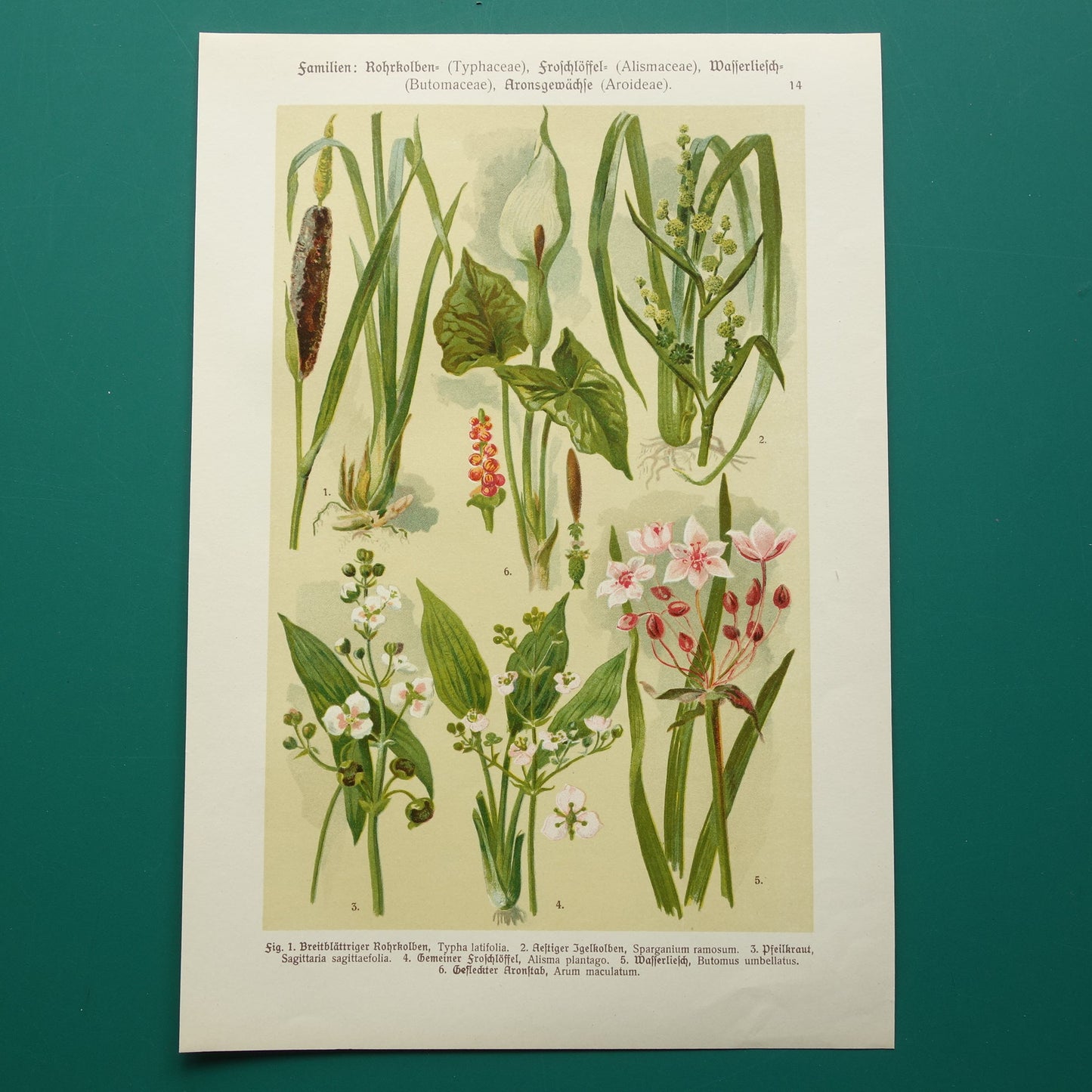 muurdecoratie bloemen