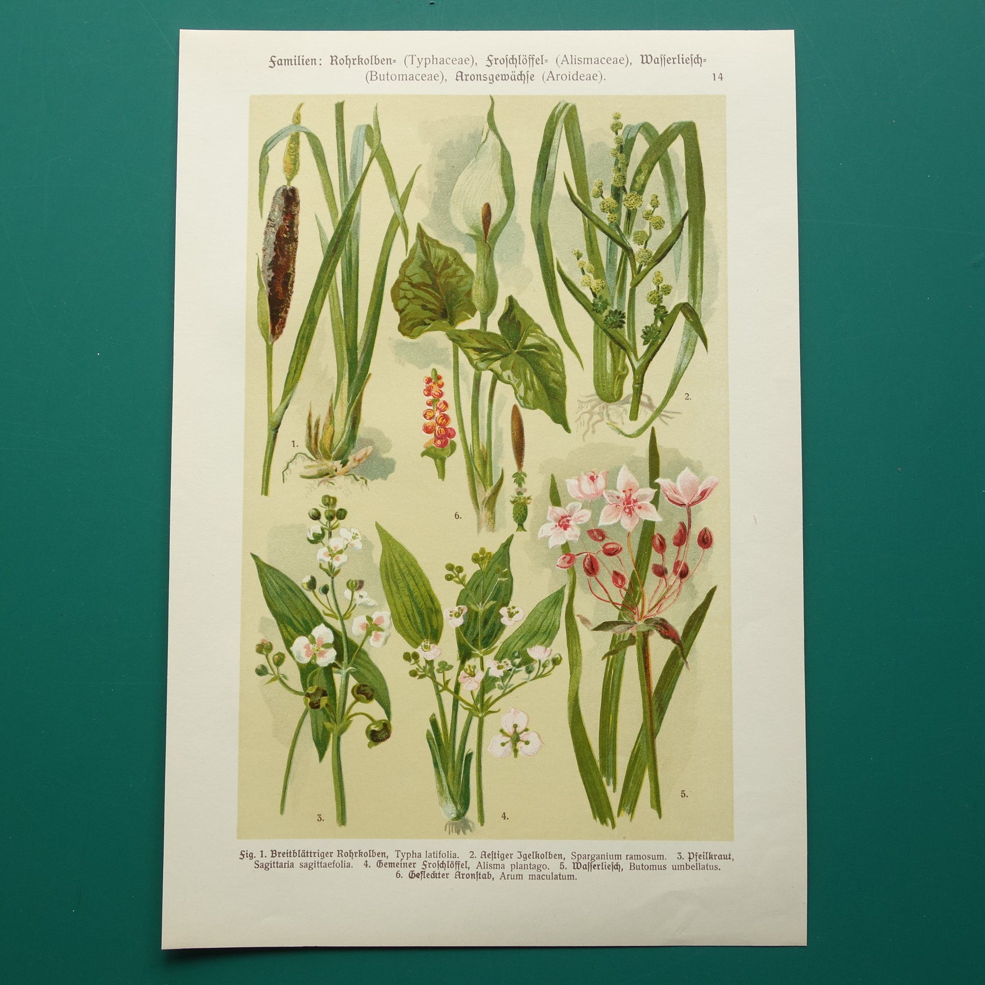 muurdecoratie bloemen