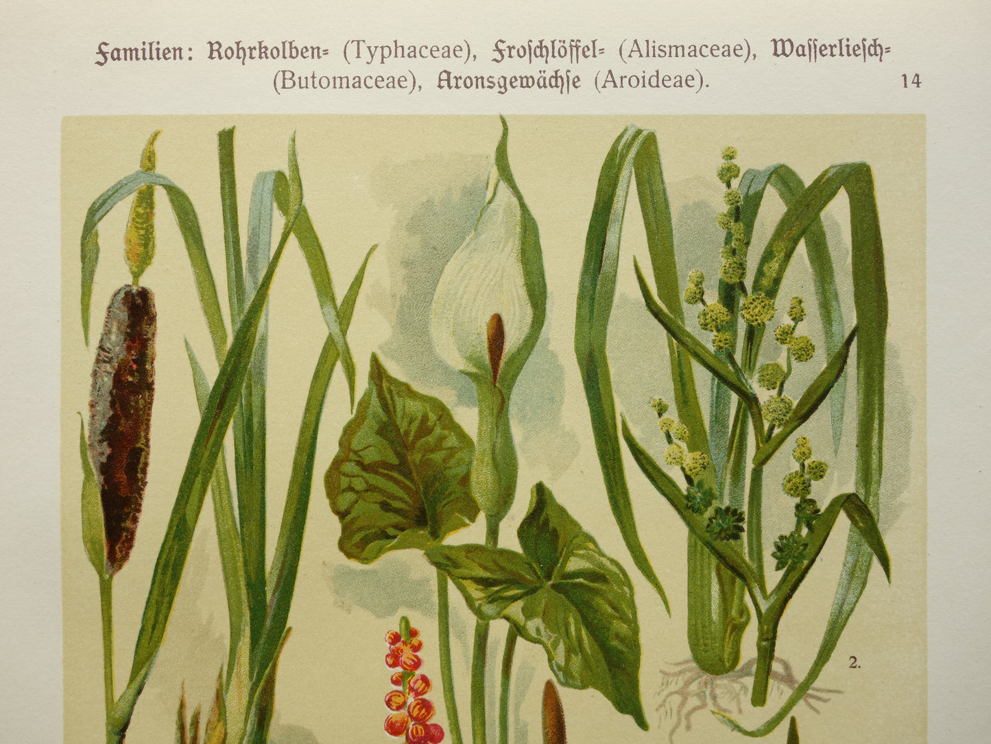 Oude botanische prenten set van drie 1911 originele antieke bloemen prent illustratie vintage botanie