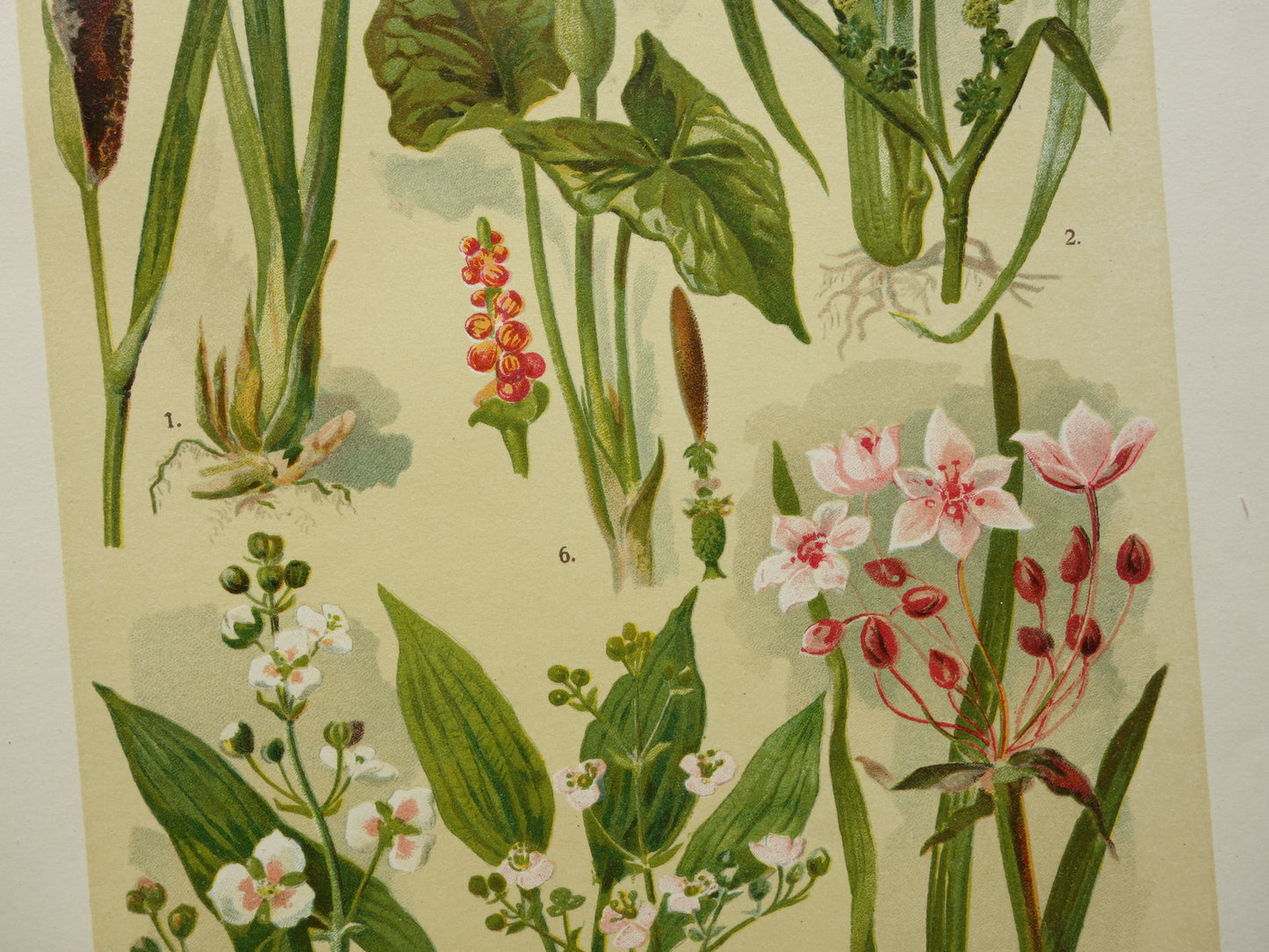 Oude botanische prenten set van drie 1911 originele antieke bloemen prent illustratie vintage botanie