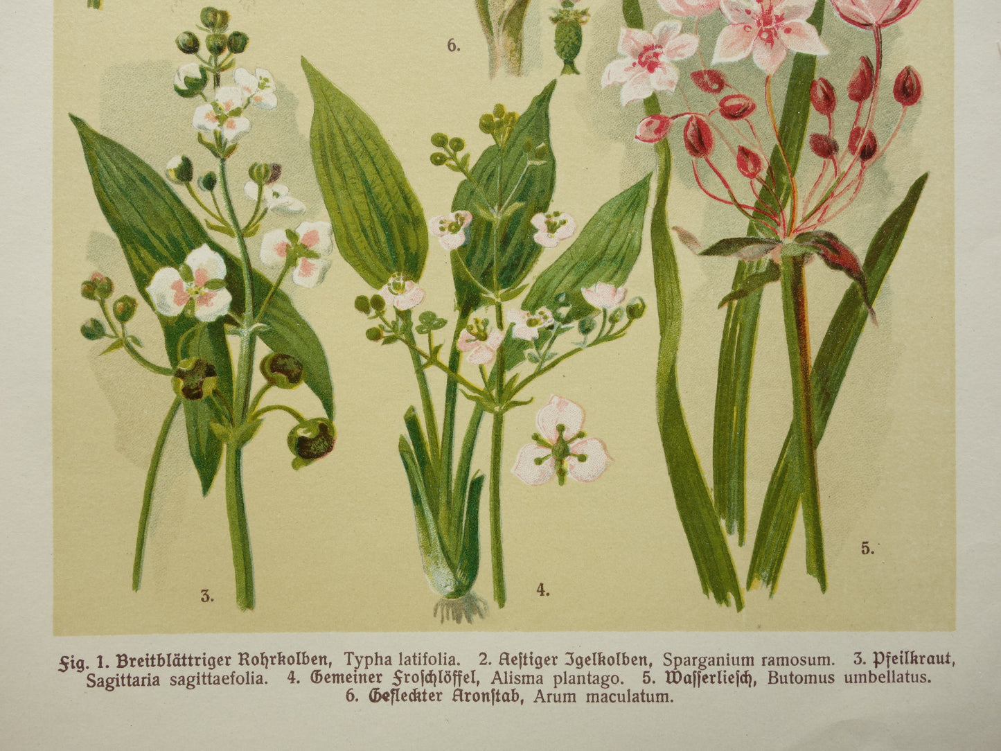 Oude botanische prenten set van drie 1911 originele antieke bloemen prent illustratie vintage botanie