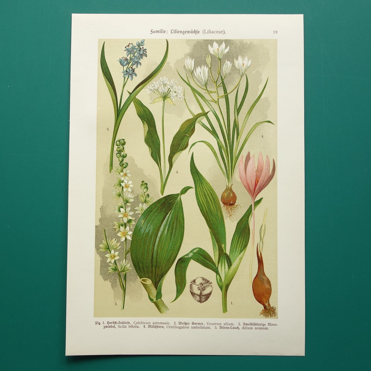 vintage illustratie bloemen