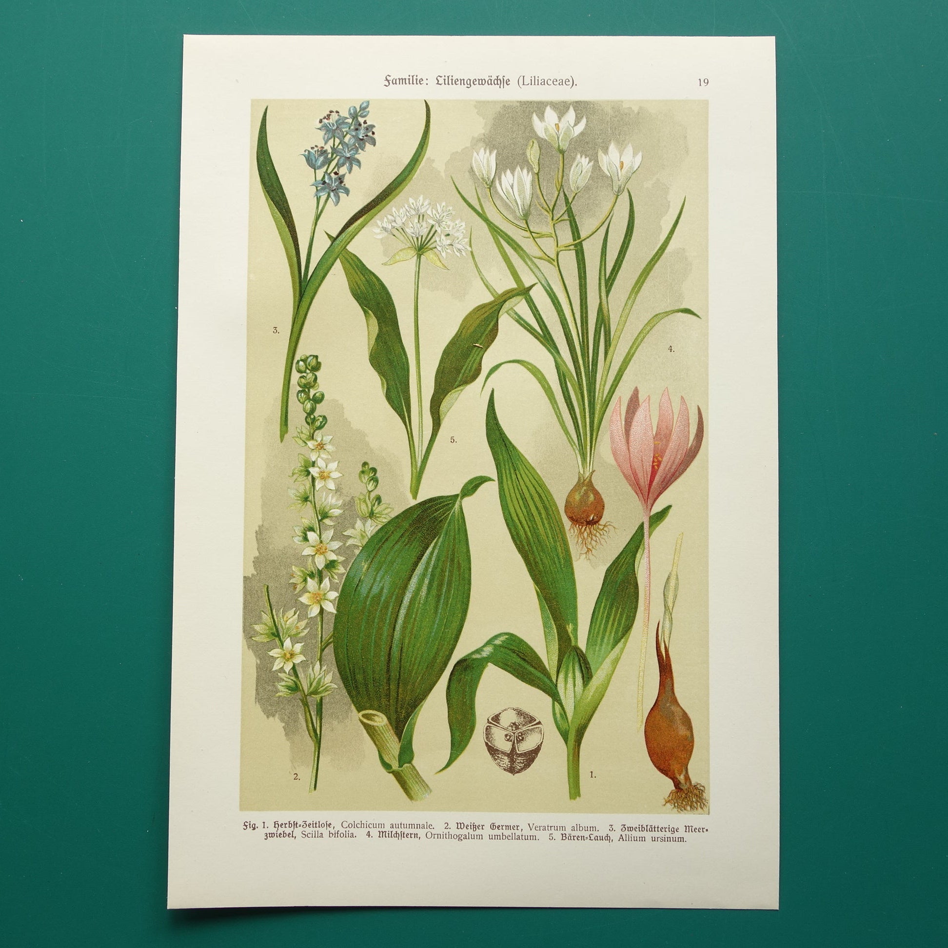 vintage illustratie bloemen