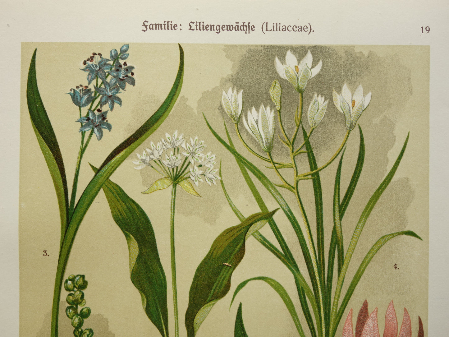 Oude botanische prenten set van drie 1911 originele antieke bloemen prent illustratie vintage botanie