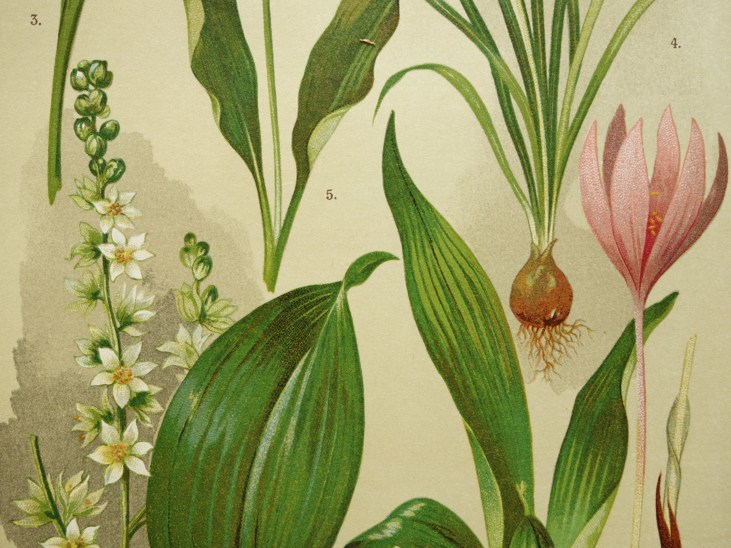 Oude botanische prenten set van drie 1911 originele antieke bloemen prent illustratie vintage botanie