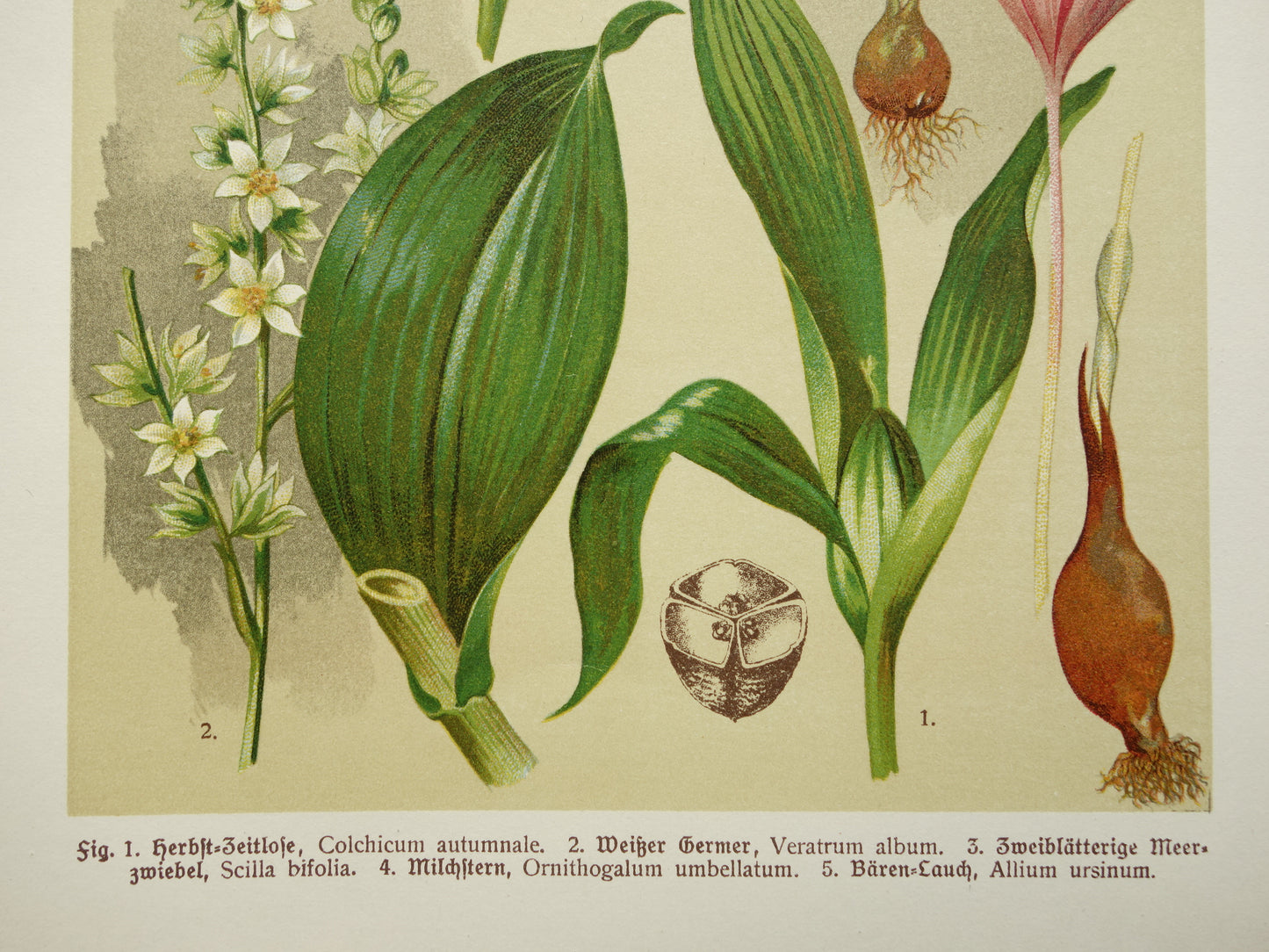 Oude botanische prenten set van drie 1911 originele antieke bloemen prent illustratie vintage botanie