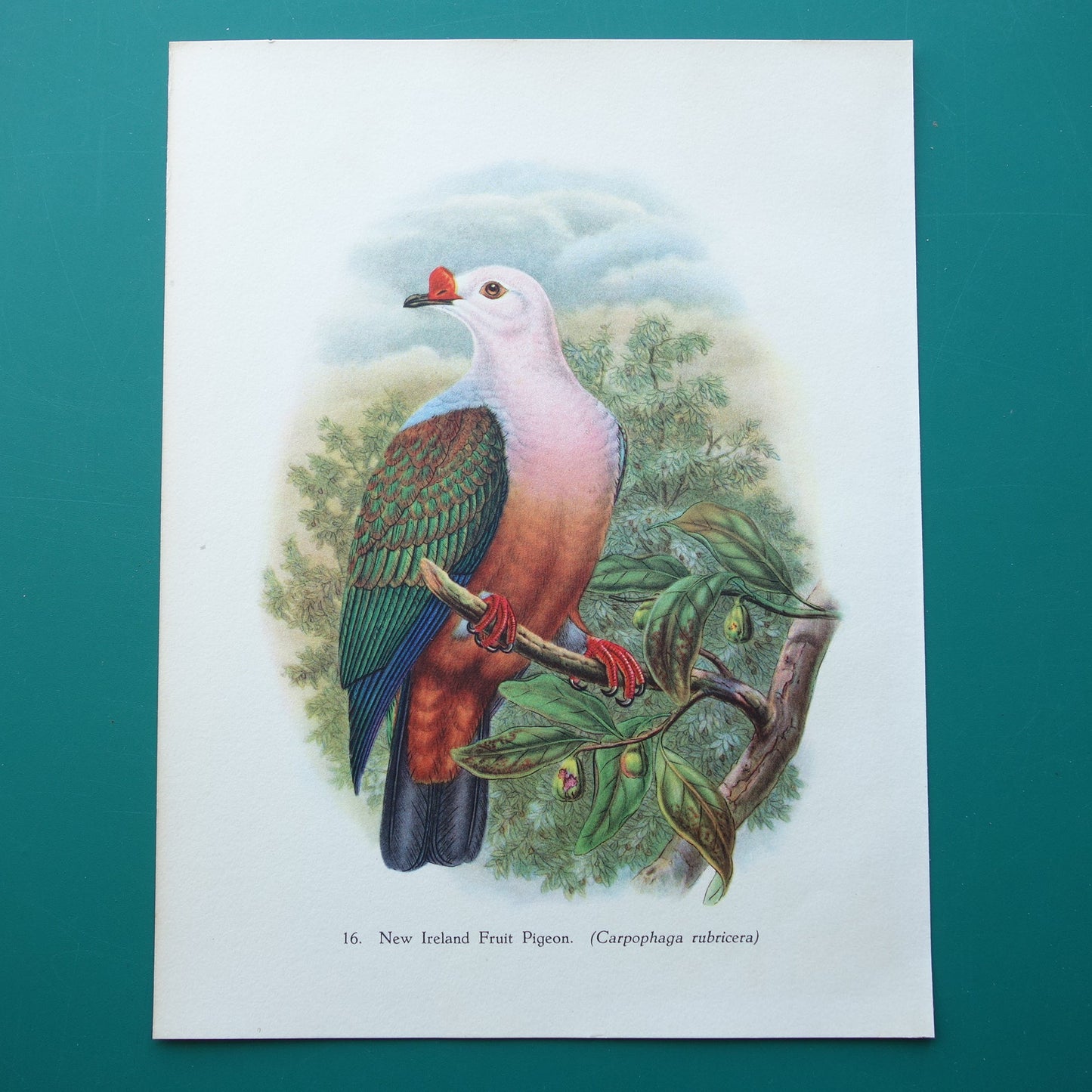 VOGELS Oude prent van Roodknobbelmuskaatduif Vintage vogel illustratie John Gould