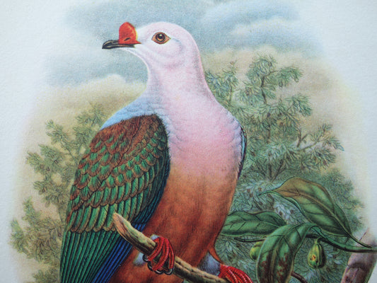 VOGELS Oude prent van Roodknobbelmuskaatduif Vintage vogel illustratie John Gould