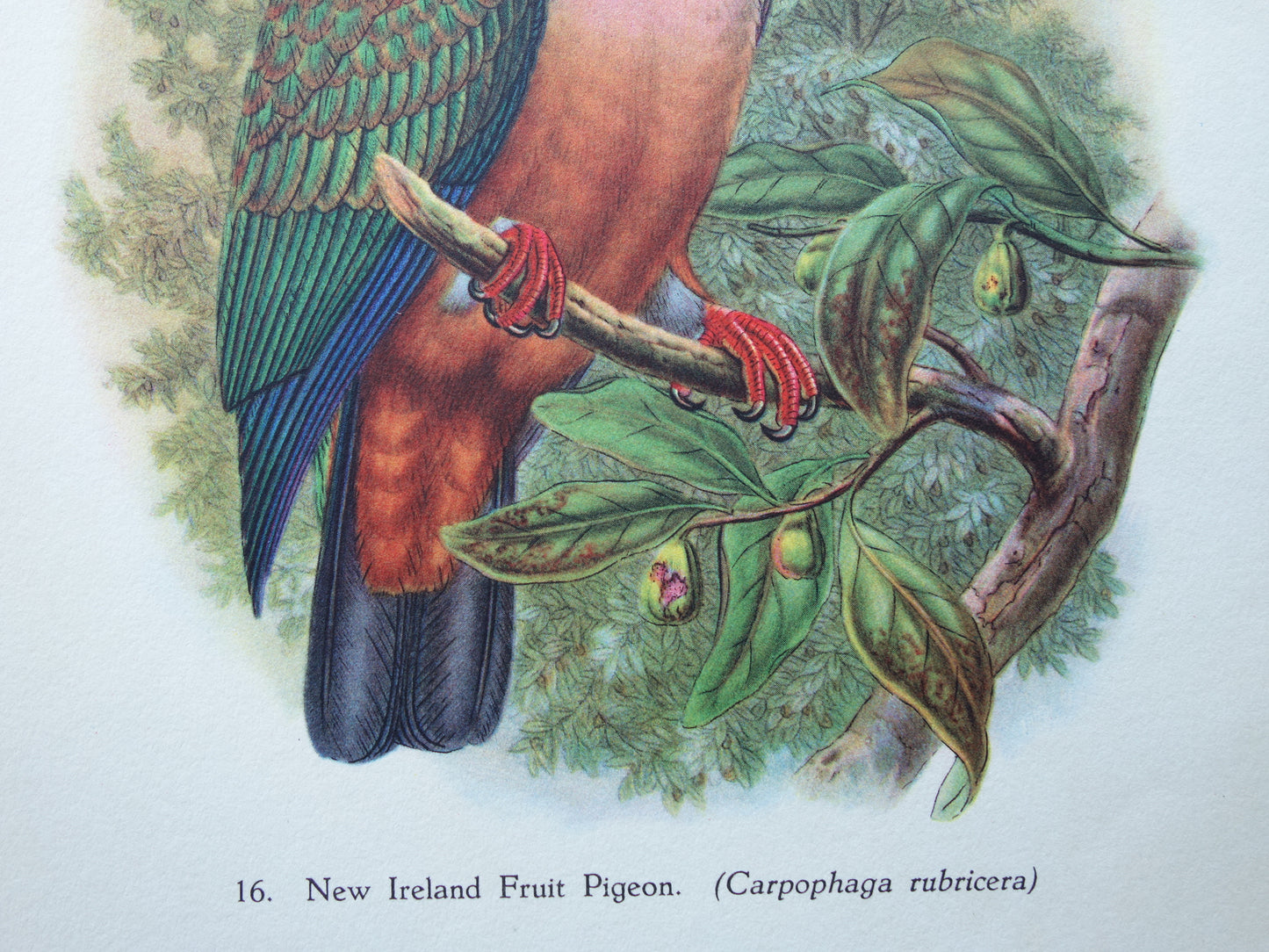 BIRDS Old print of Red-knobbed Imperial Pigeon Vintage bird illustration John Gould