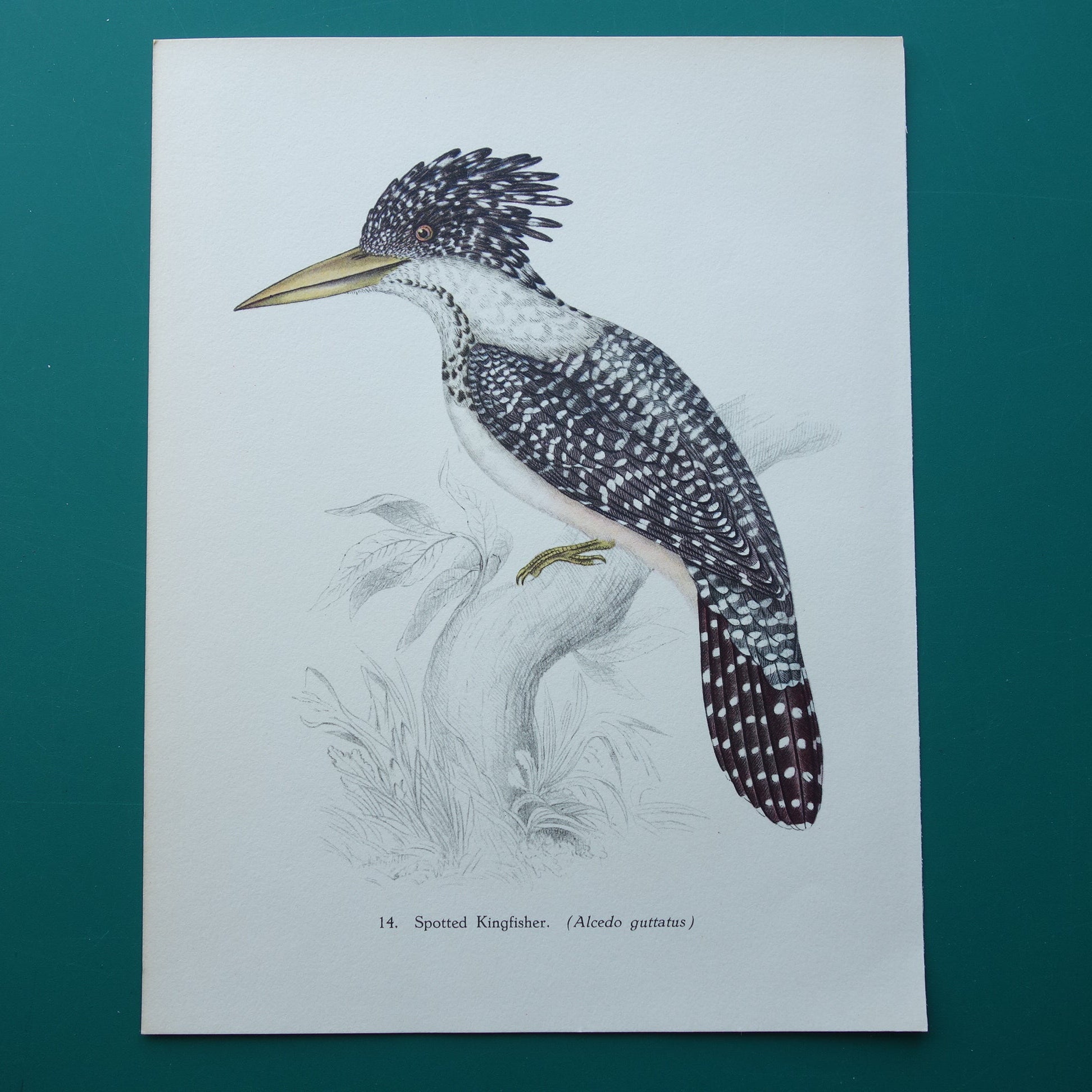 VOGELS Oude prent van Chinese reuzenijsvogel Vintage vogel illustratie John Gould