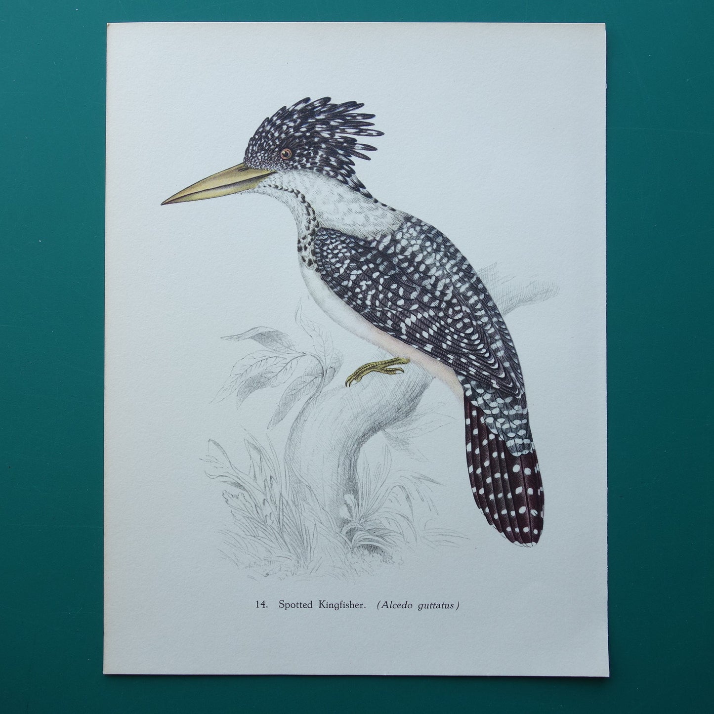 BIRDS Old print of Chinese giant kingfisher Vintage bird illustration John Gould