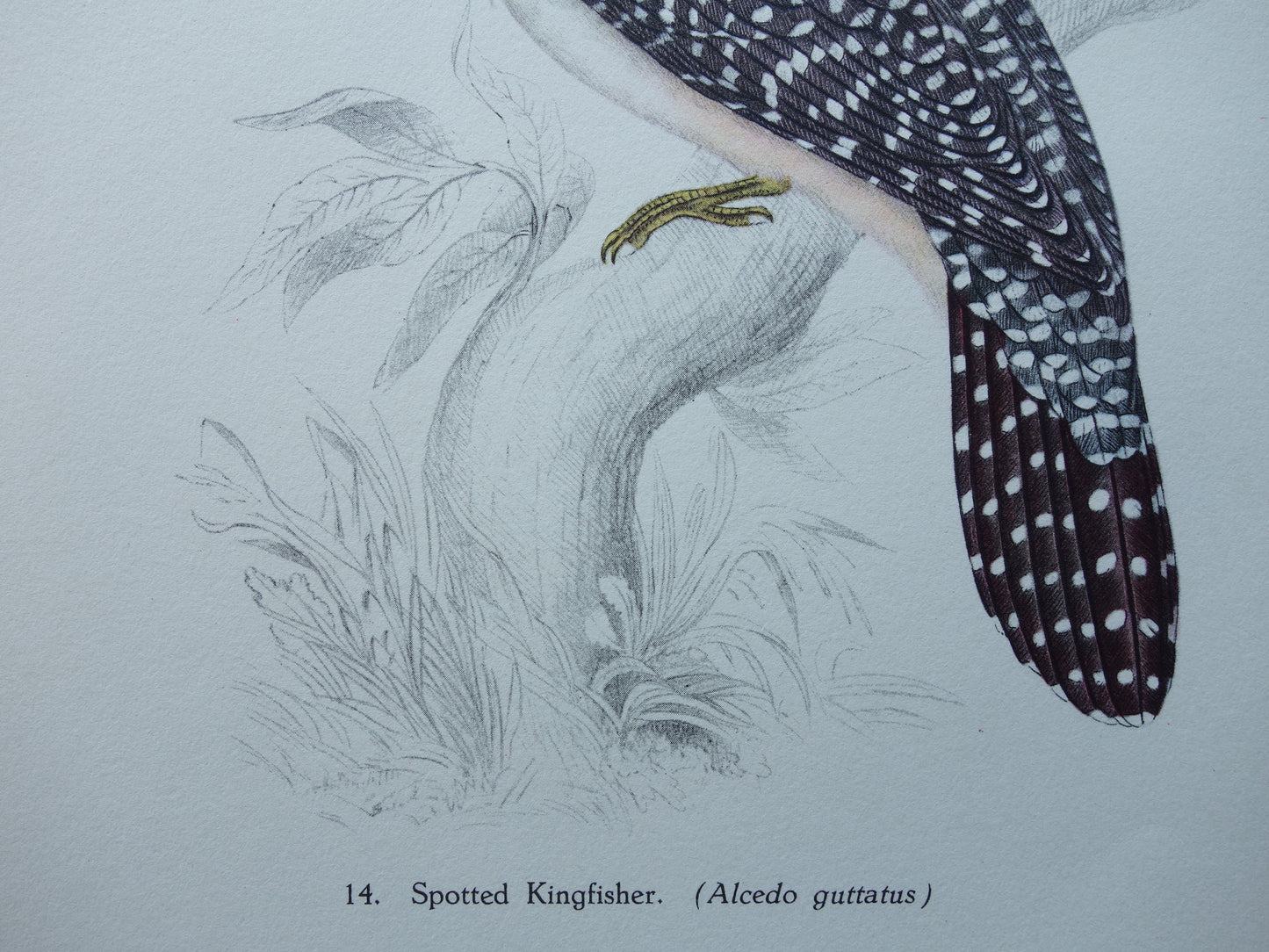 BIRDS Old print of Chinese giant kingfisher Vintage bird illustration John Gould
