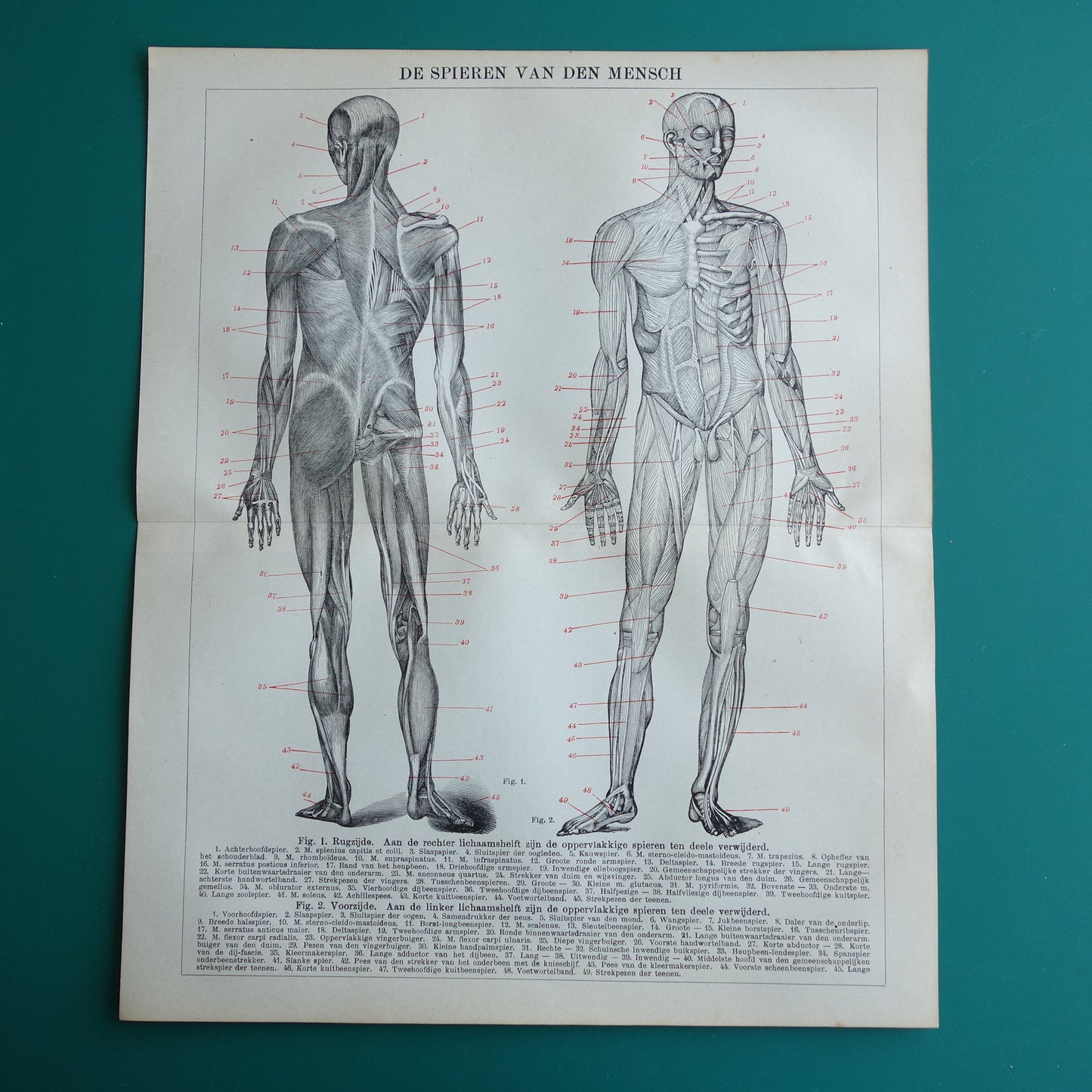 anatomische prenten winkel vintage muurdecoratie