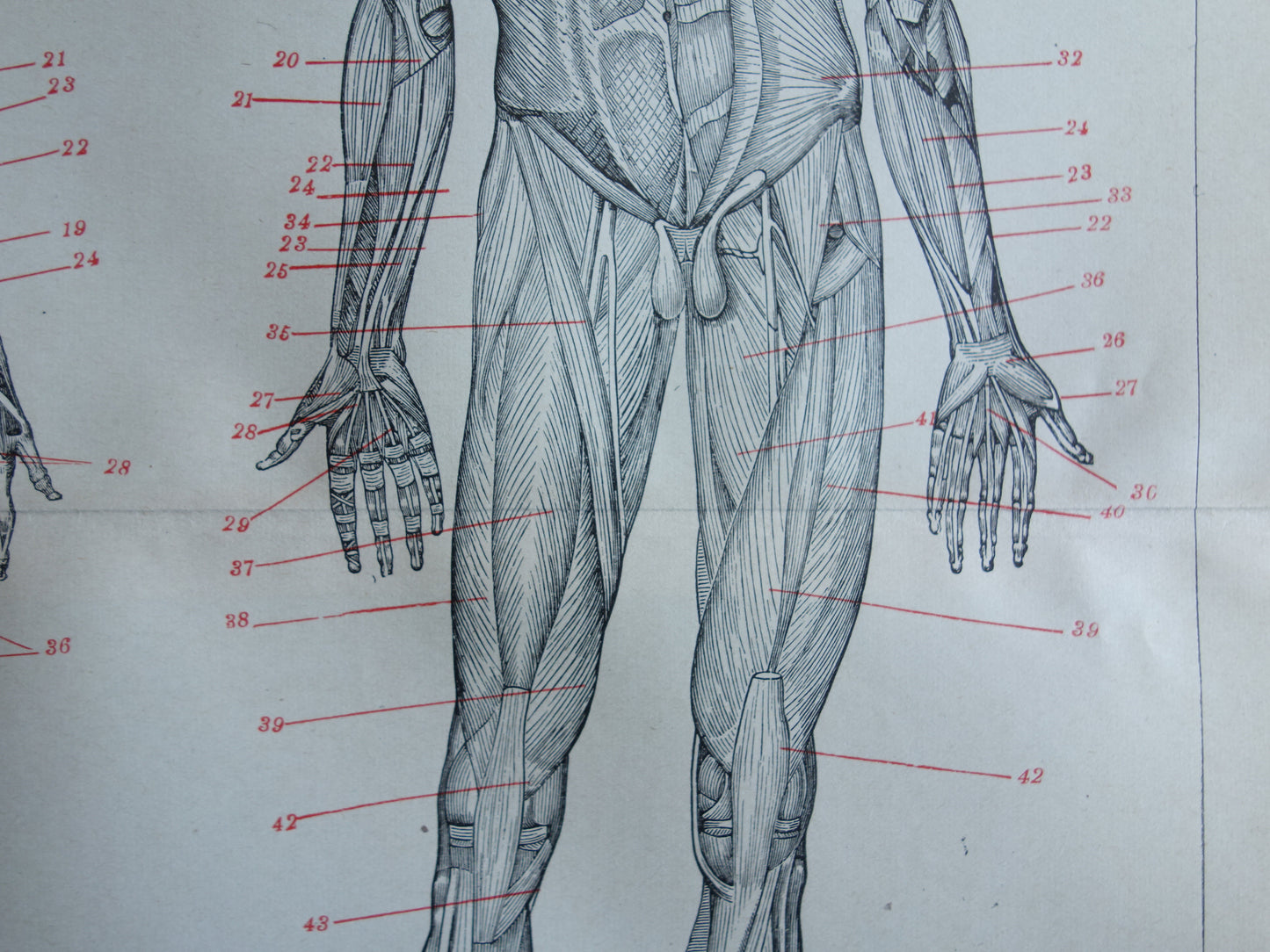 SPIEREN Oude anatomie prent uit 1922 originele vintage anatomische illustratie menselijk lichaam print