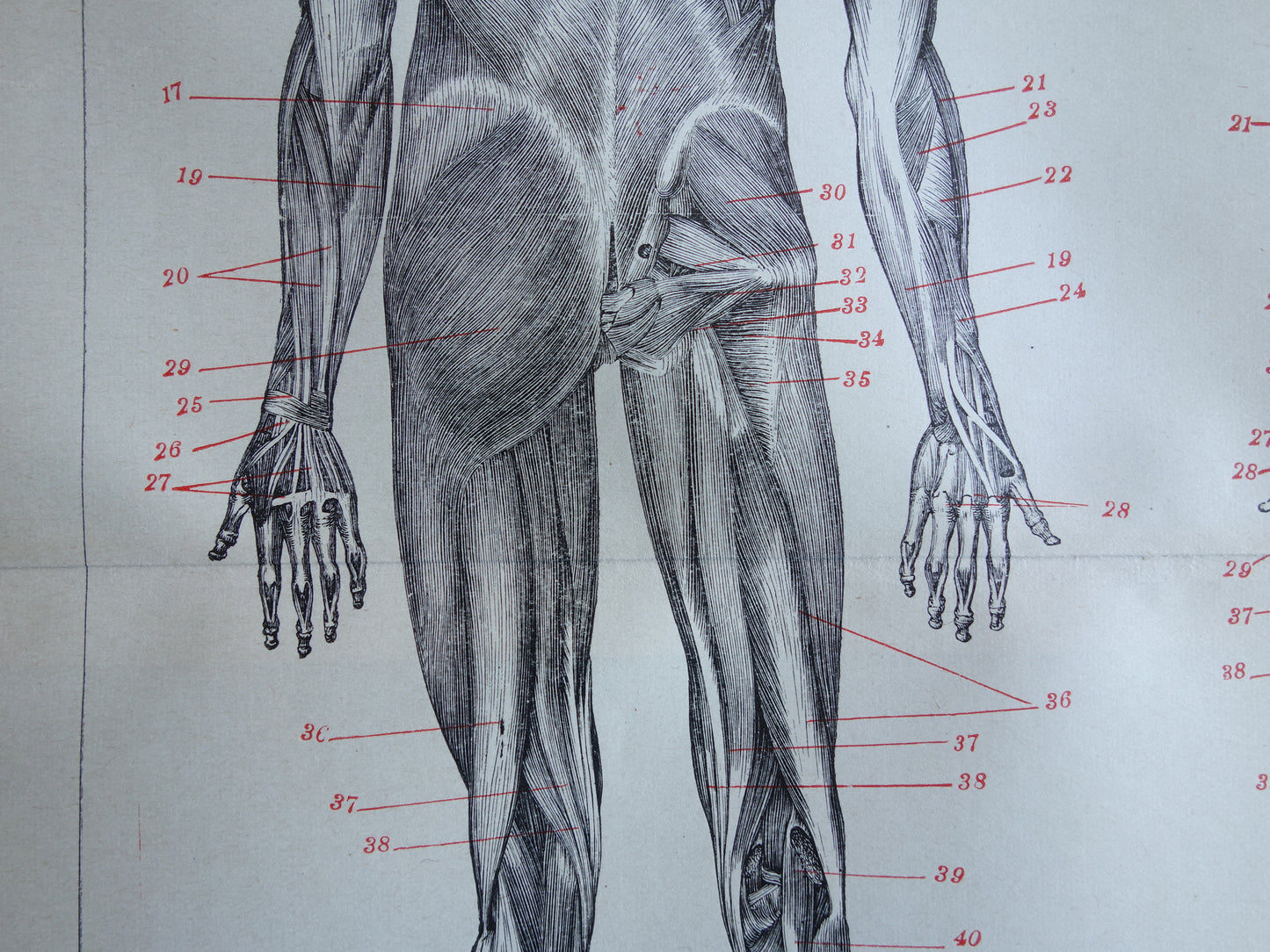 SPIEREN Oude anatomie prent uit 1922 originele vintage anatomische illustratie menselijk lichaam print