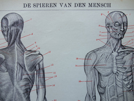 SPIEREN Oude anatomie prent uit 1922 originele vintage anatomische illustratie menselijk lichaam print