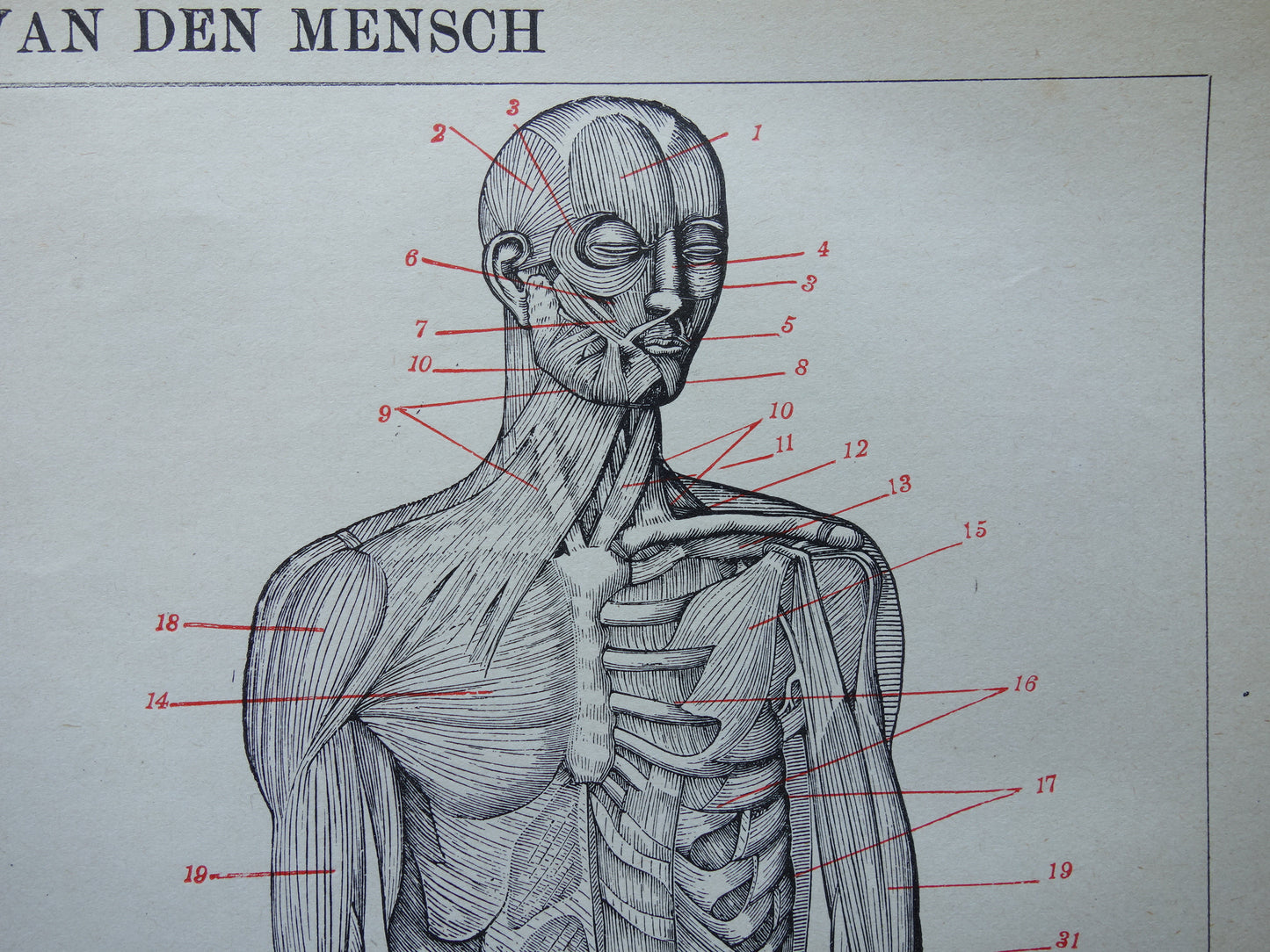 SPIEREN Oude anatomie prent uit 1922 originele vintage anatomische illustratie menselijk lichaam print