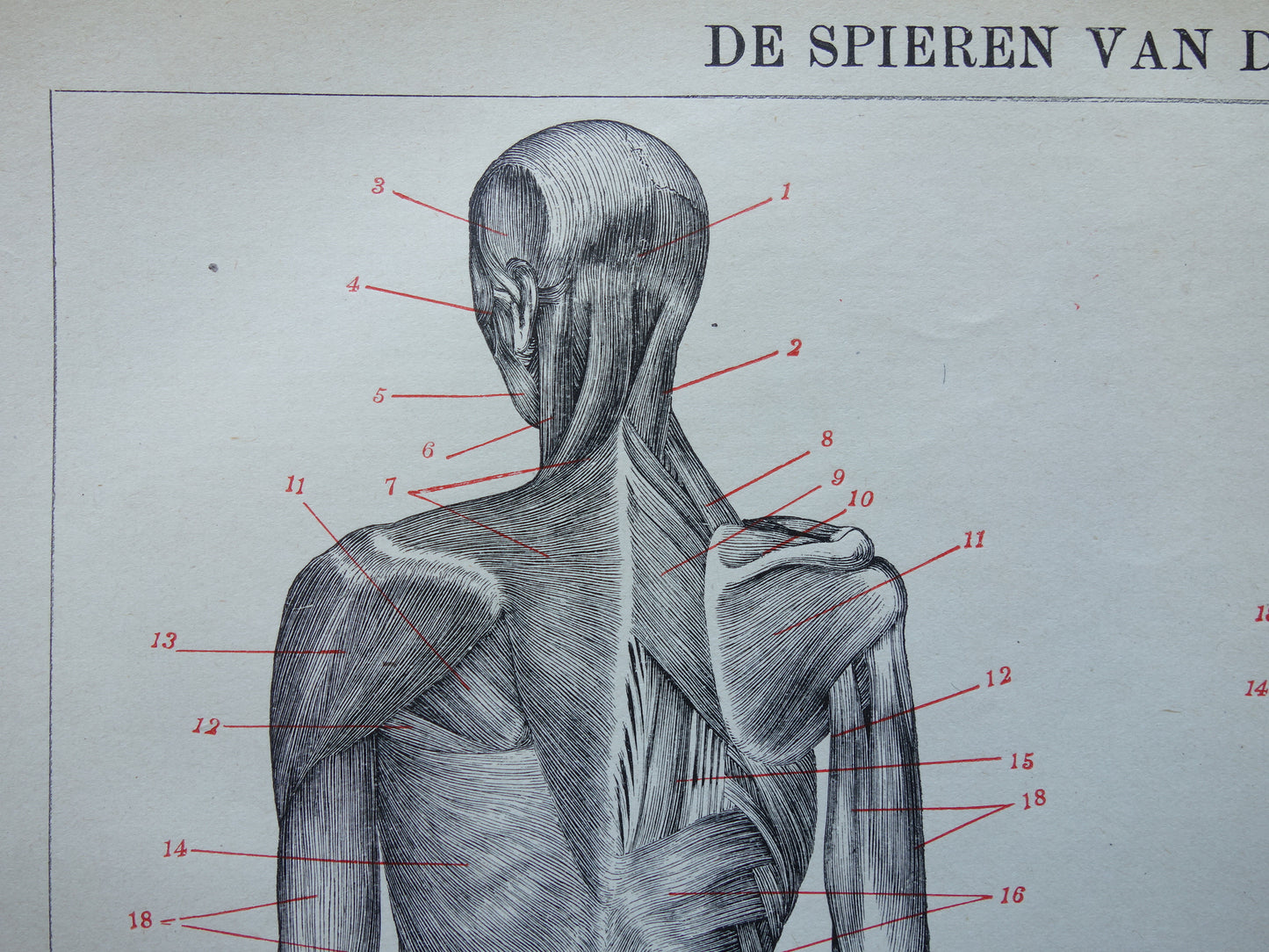 SPIEREN Oude anatomie prent uit 1922 originele vintage anatomische illustratie menselijk lichaam print