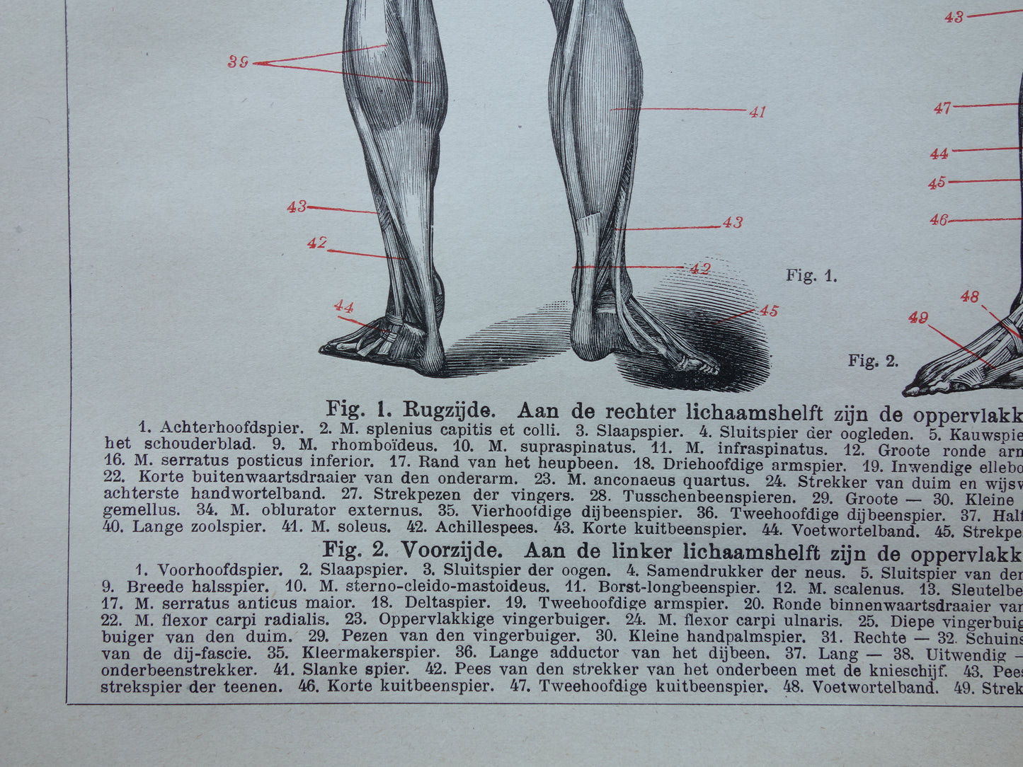 SPIEREN Oude anatomie prent uit 1922 originele vintage anatomische illustratie menselijk lichaam print