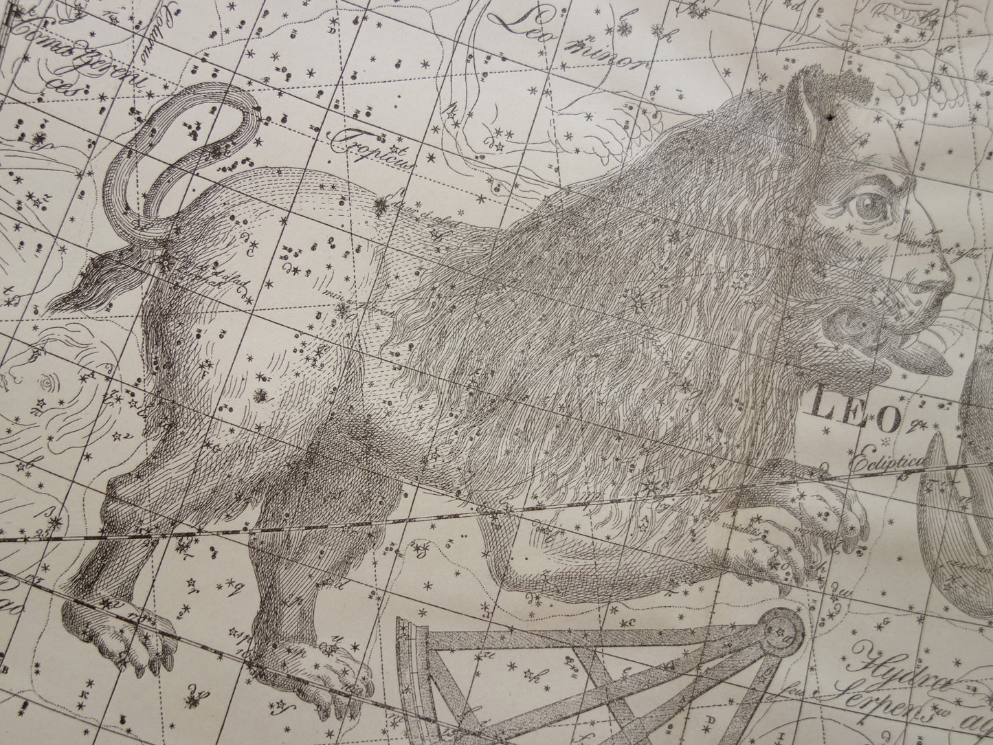 Leeuw horoscoop wanddecoratie
