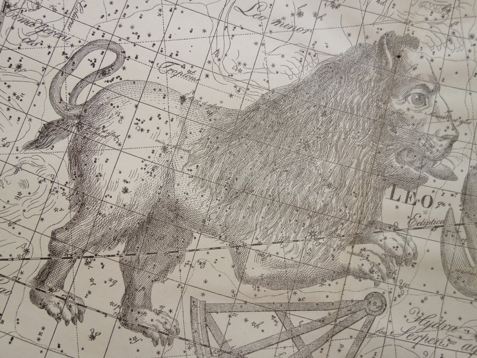 Leeuw horoscoop wanddecoratie