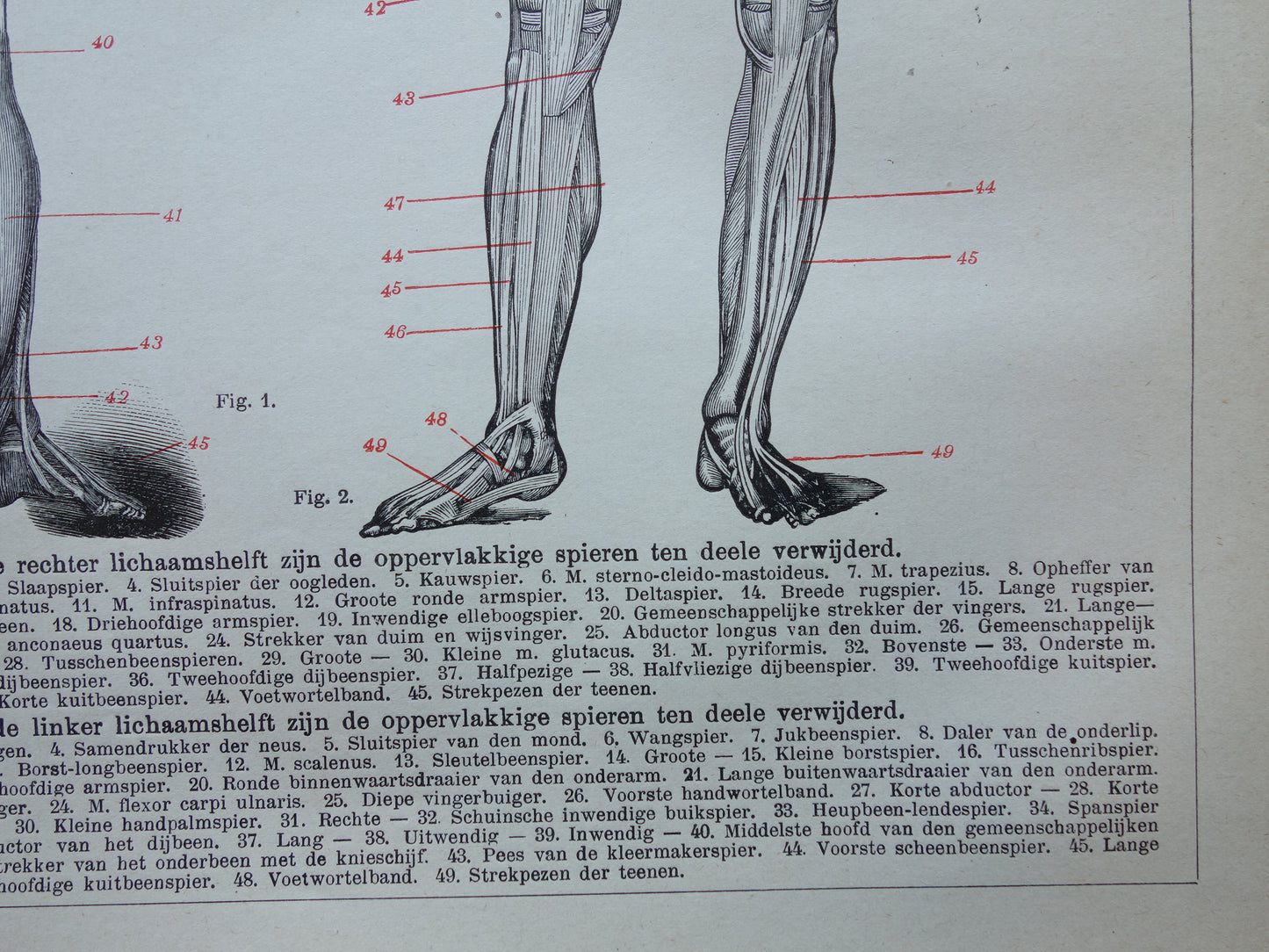 SPIEREN Oude anatomie prent uit 1922 originele vintage anatomische illustratie menselijk lichaam print
