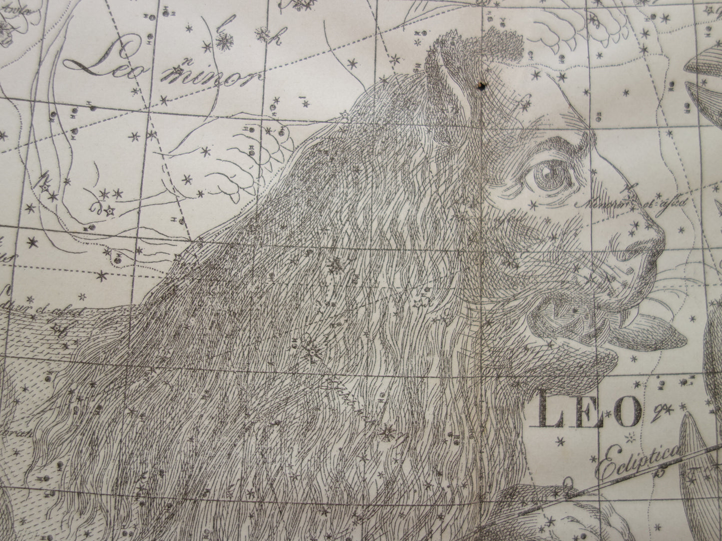 Leeuw en Kreeft Oude astrologie prent van sterrenbeeld Antieke sterrenkaart astronomie - Sterrenbeelden vintage print