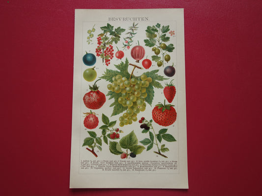 Druiven oude botanische prent uit het jaar 1910 originele antieke fruit illustratie aardbei framboos aalbes