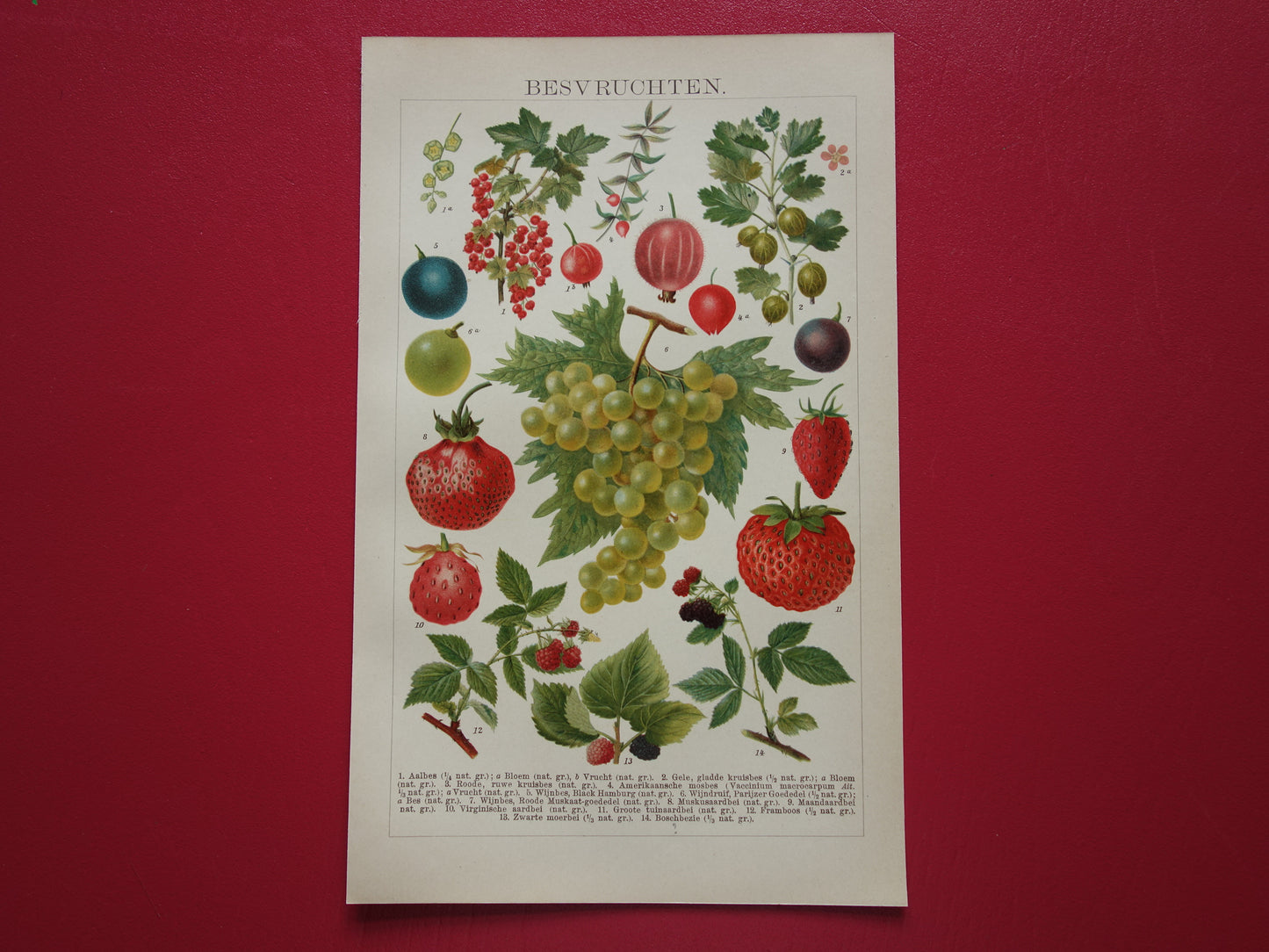 Druiven oude botanische prent uit het jaar 1910 originele antieke fruit illustratie aardbei framboos aalbes