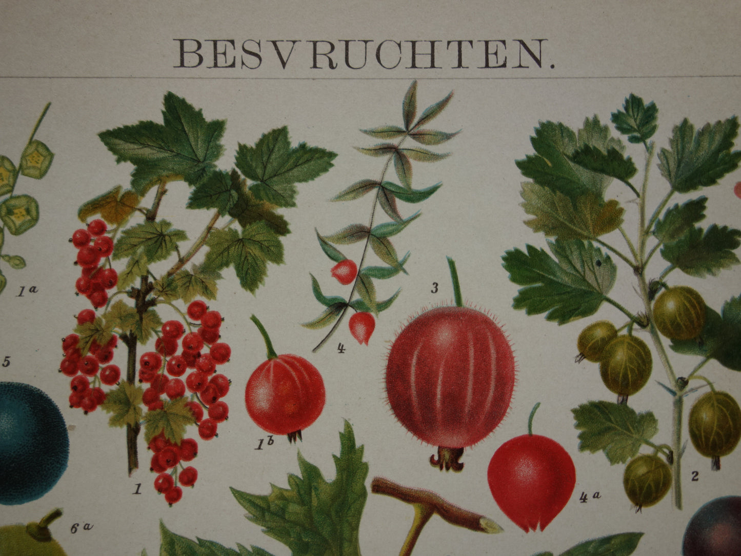 Druiven oude botanische prent uit het jaar 1910 originele antieke fruit illustratie aardbei framboos aalbes