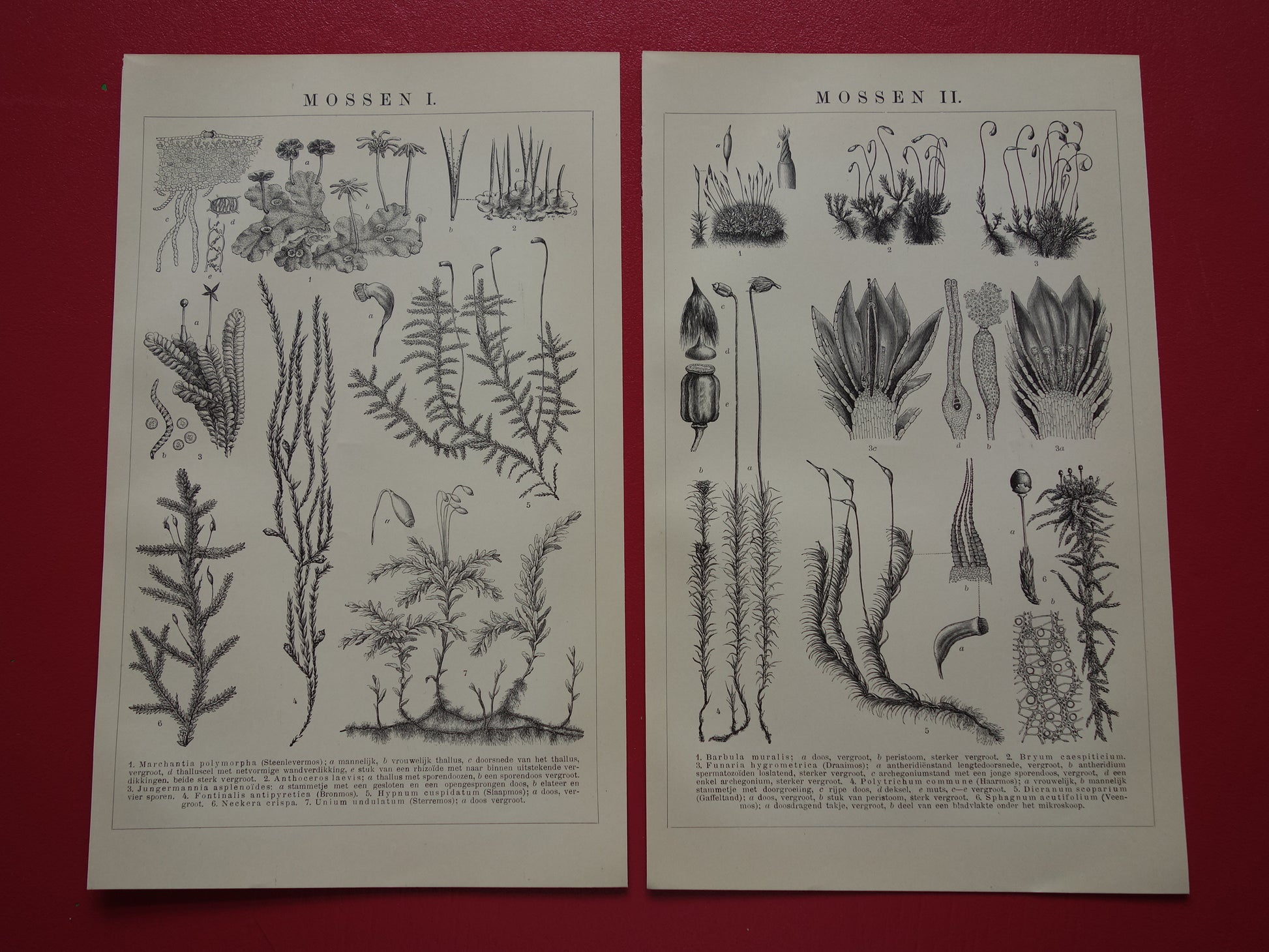 MOSSEN oude botanische prent uit het jaar 1910 originele antieke illustratie mos mossoorten vintage prints