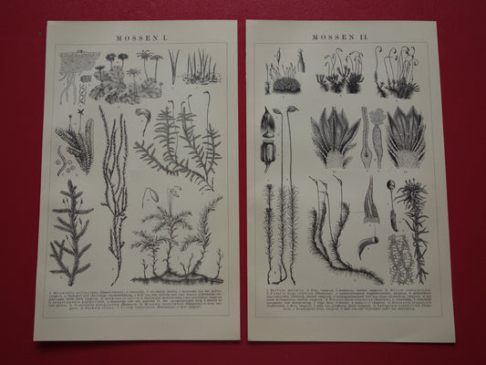 MOSSEN oude botanische prent uit het jaar 1910 originele antieke illustratie mos mossoorten vintage prints