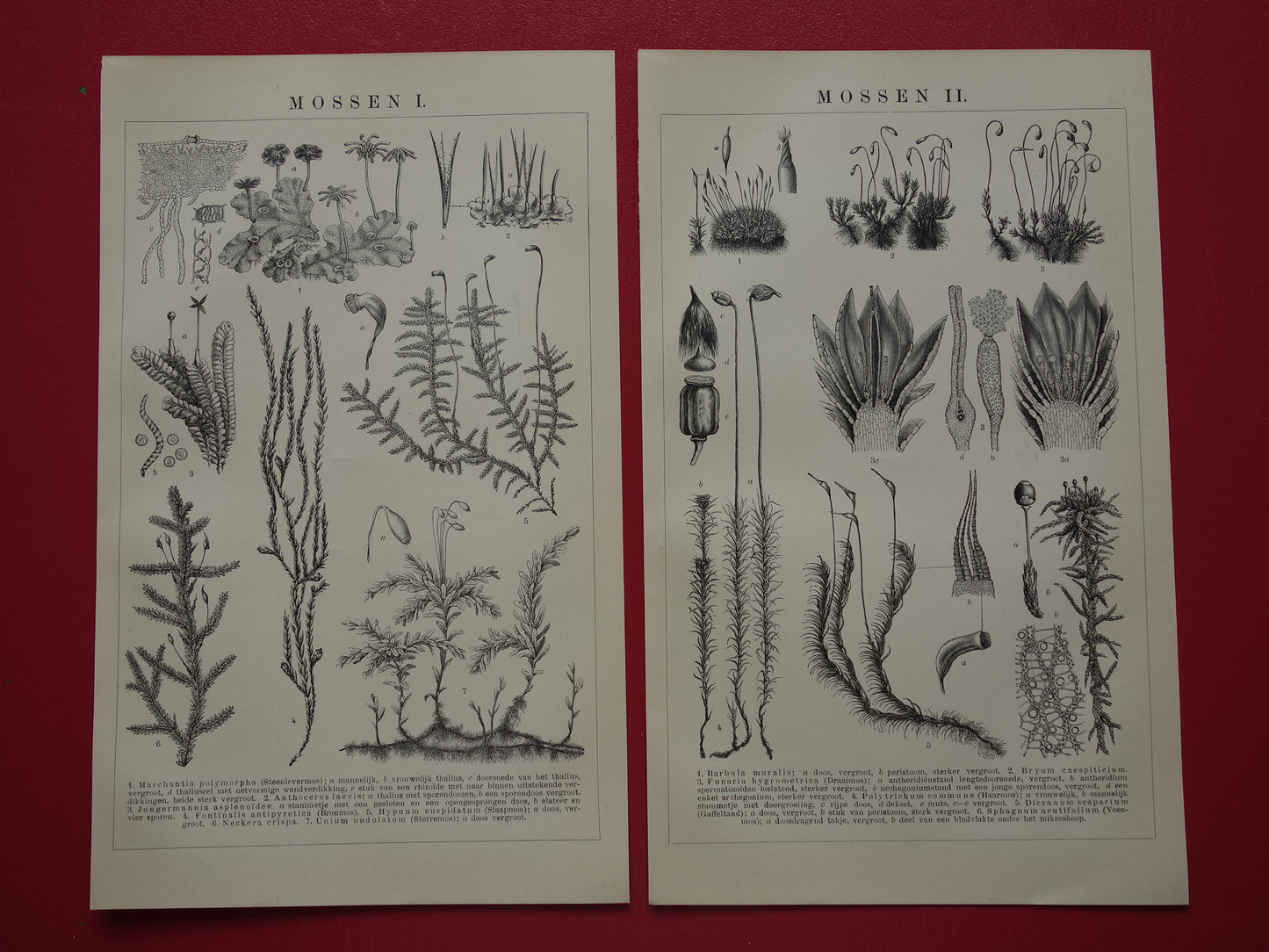 MOSSEN oude botanische prent uit het jaar 1910 originele antieke illustratie mos mossoorten vintage prints