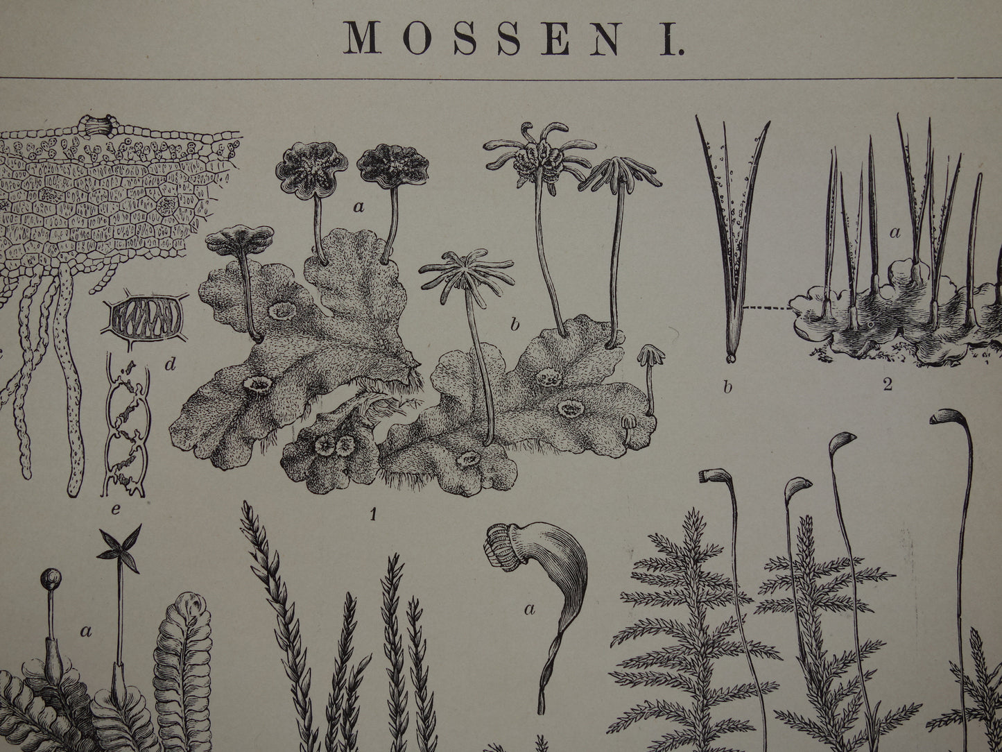 MOSSEN oude botanische prent uit het jaar 1910 originele antieke illustratie mos mossoorten vintage prints